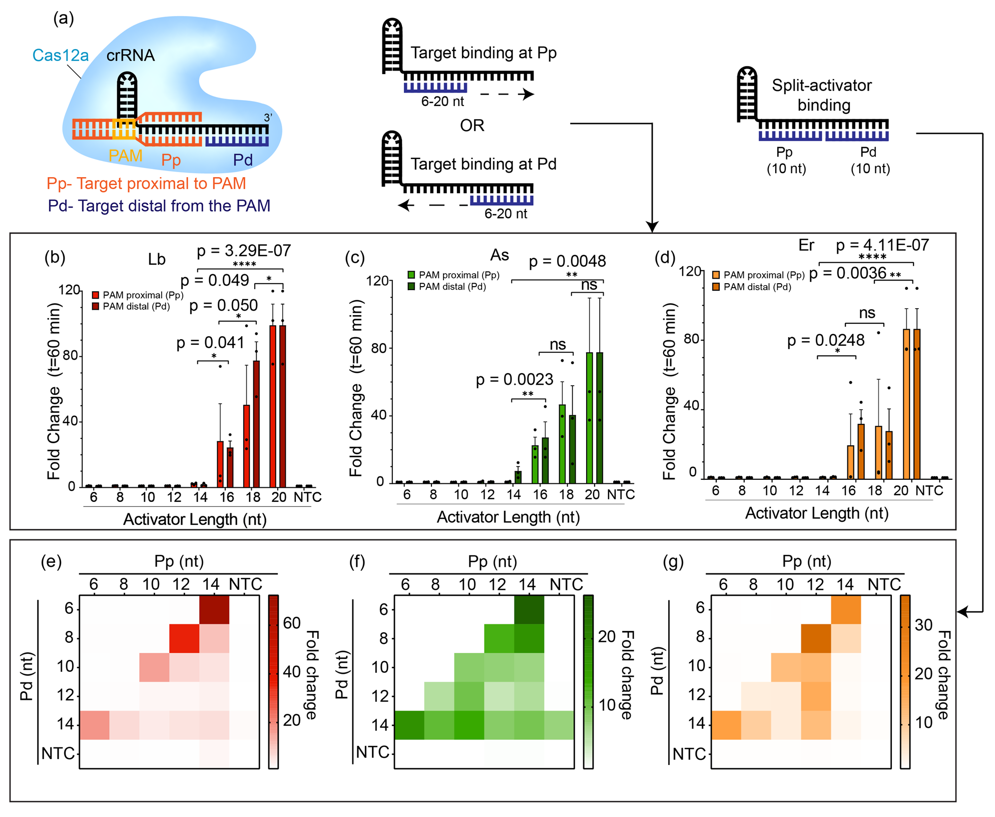 Image of scientic diagrams, showing that short DNA activators fail to trigger trans-cleavage activity of Cas12a individually but are able to do so if supplied simultaneously as split-activators.
