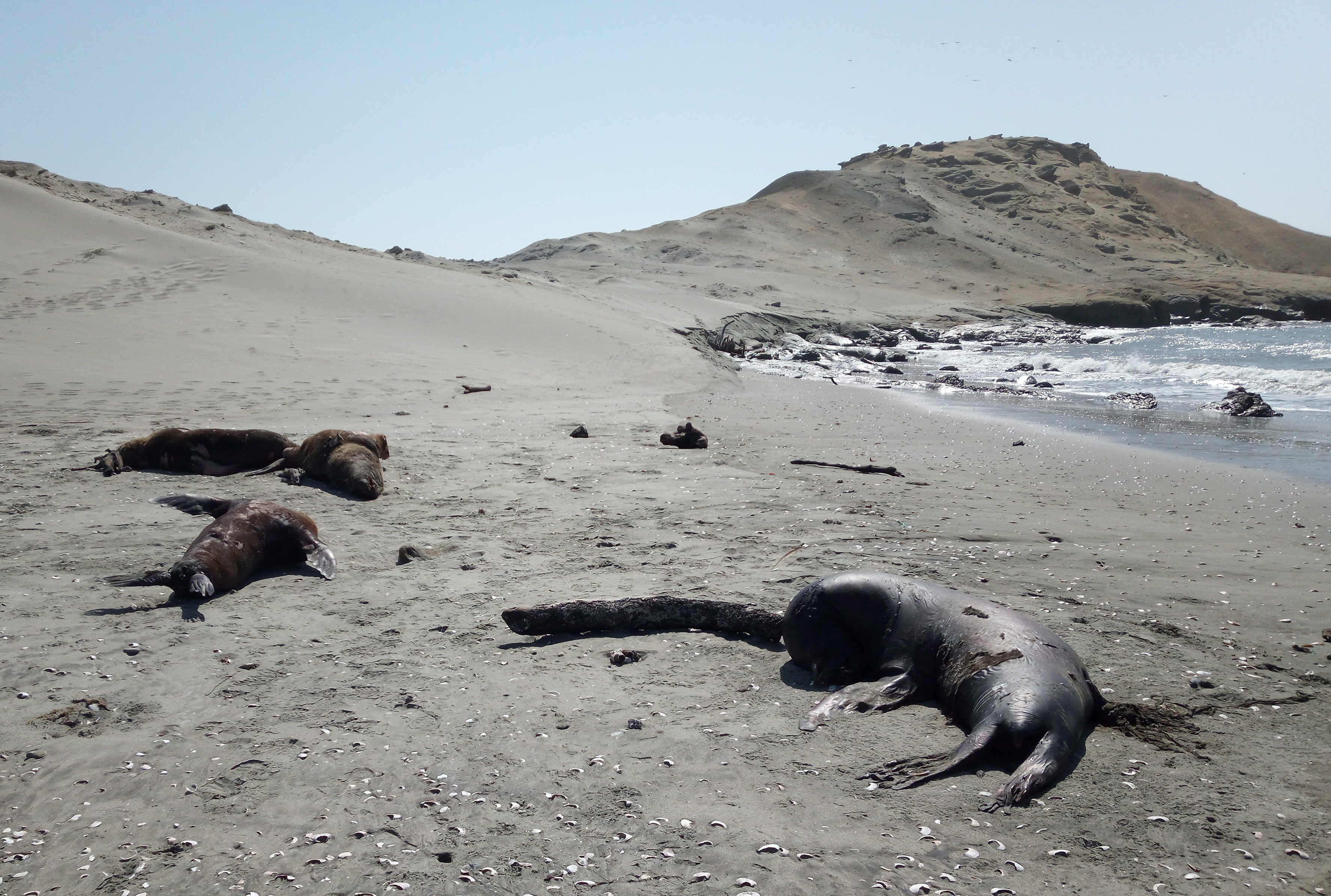 Thousands of dead sea lions have washed onto shores