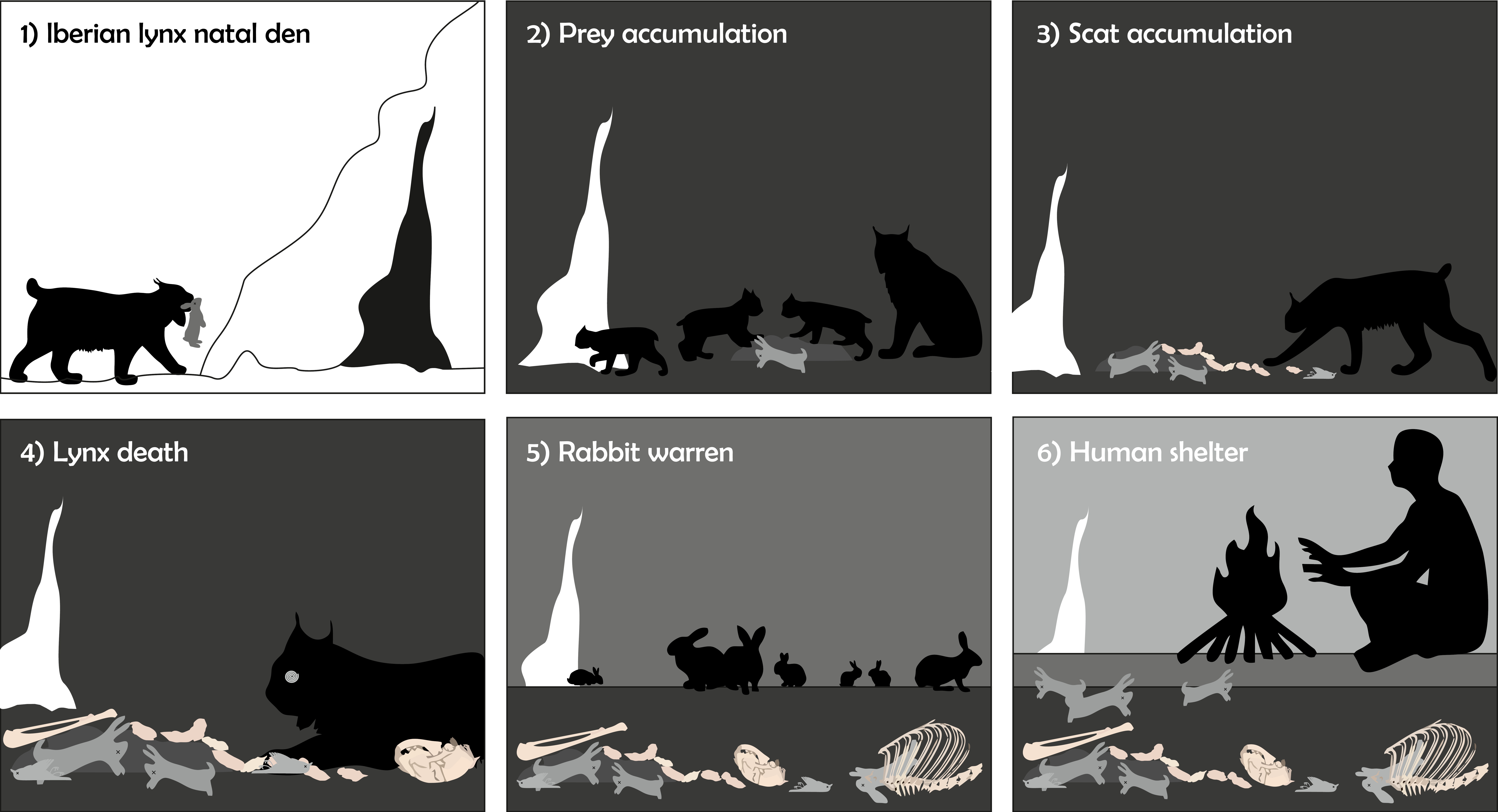 Taphonomic history Taphonomic history