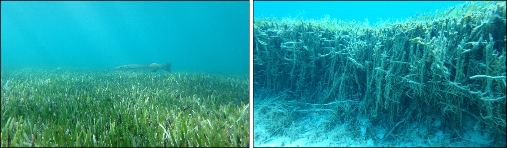 Seagrass beds. Seagrass beds.