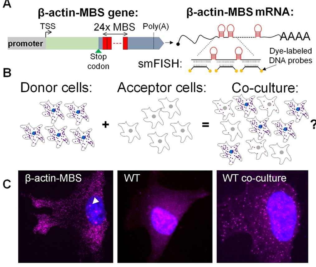 mRNA transfer detected by smFISH