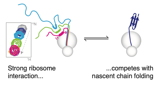 NMR of nascent polypeptide interactions with the ribosome