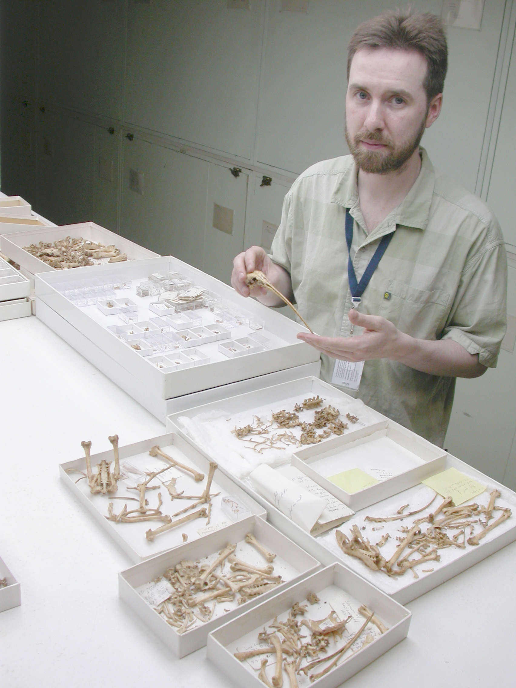 Andrew Iwaniuk measuring bird skulls Andrew Iwaniuk measuring bird skulls