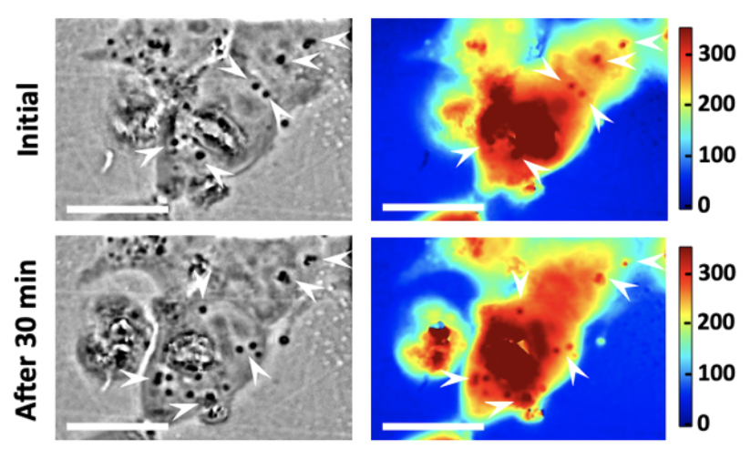 Evaluation of the optical characteristics of engineered squid protein-producing human cells. Evaluation of the optical characteristics of engineered squid protein-producing human cells.