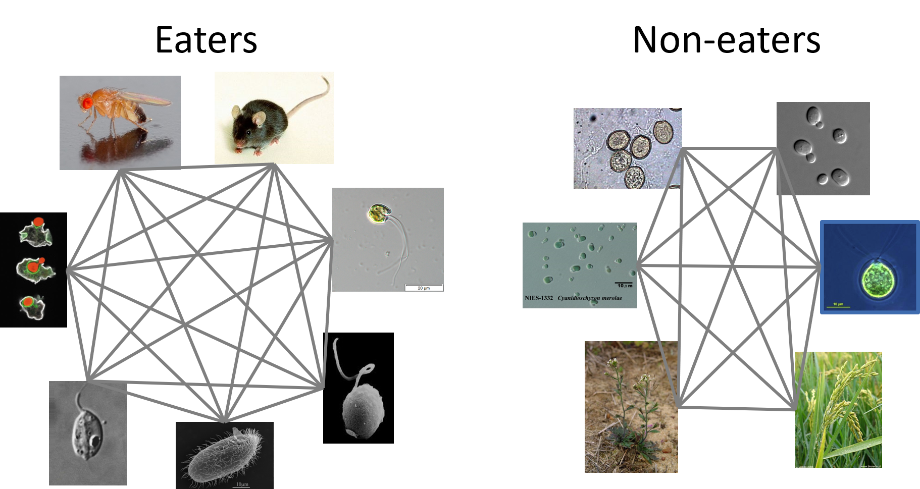 independent groupings