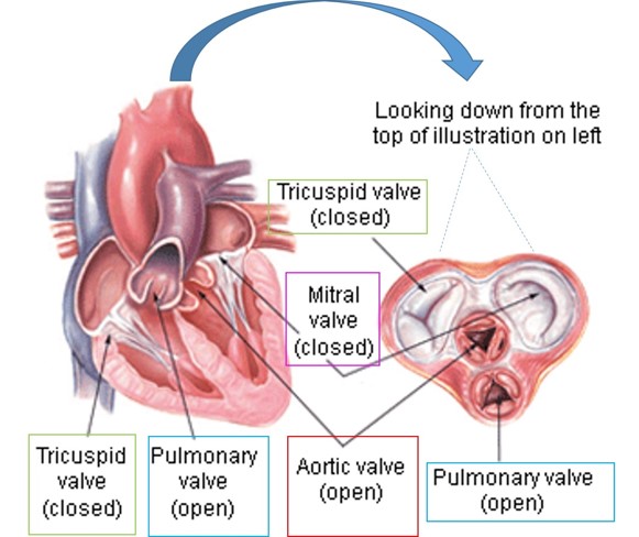 Heart Valves Illustrated