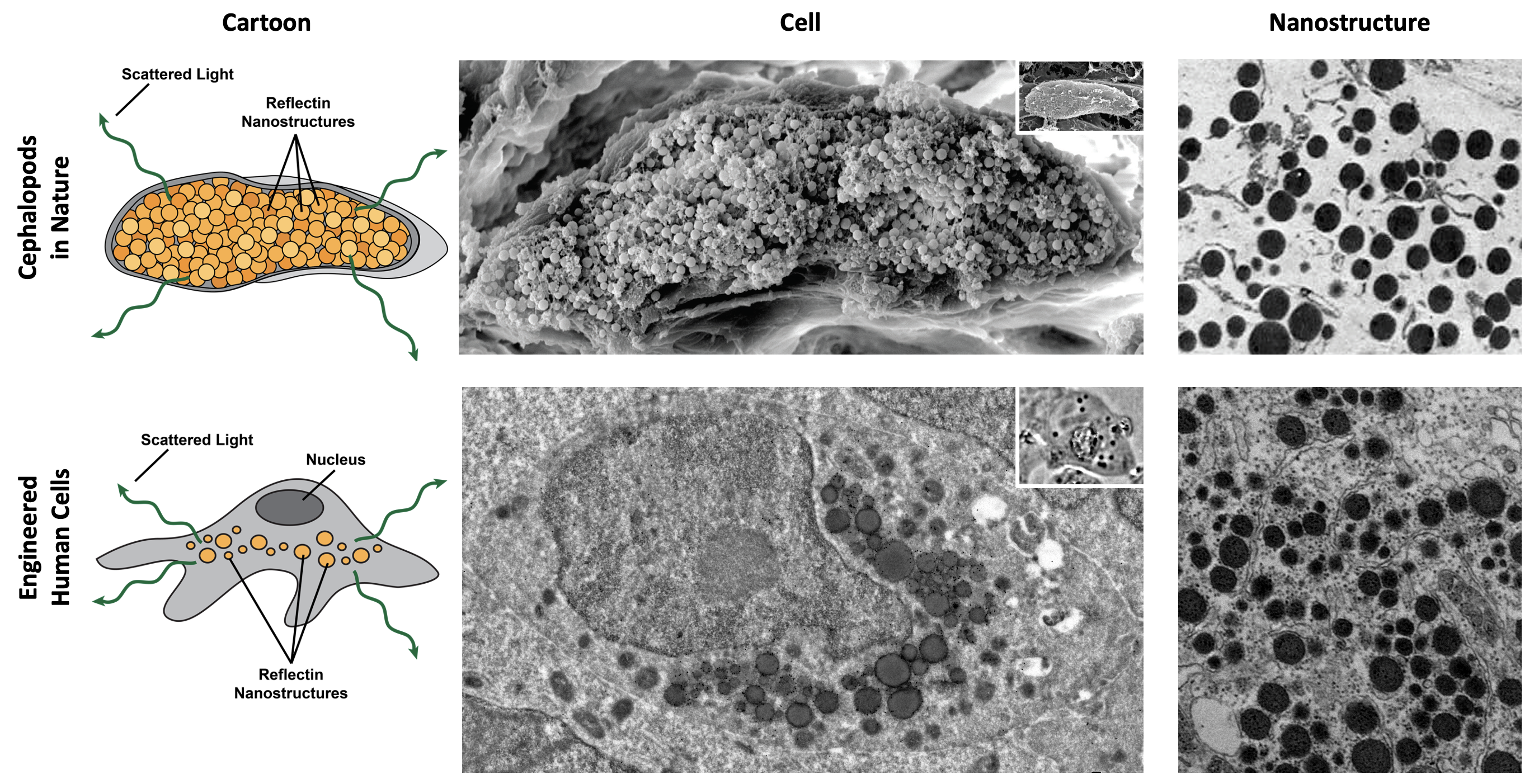A comparison of the reflectin-based nanostructures in cuttlefish leucophores and the engineered human cells. A comparison of the reflectin-based nanostructures in cuttlefish leucophores and the engineered human cells.