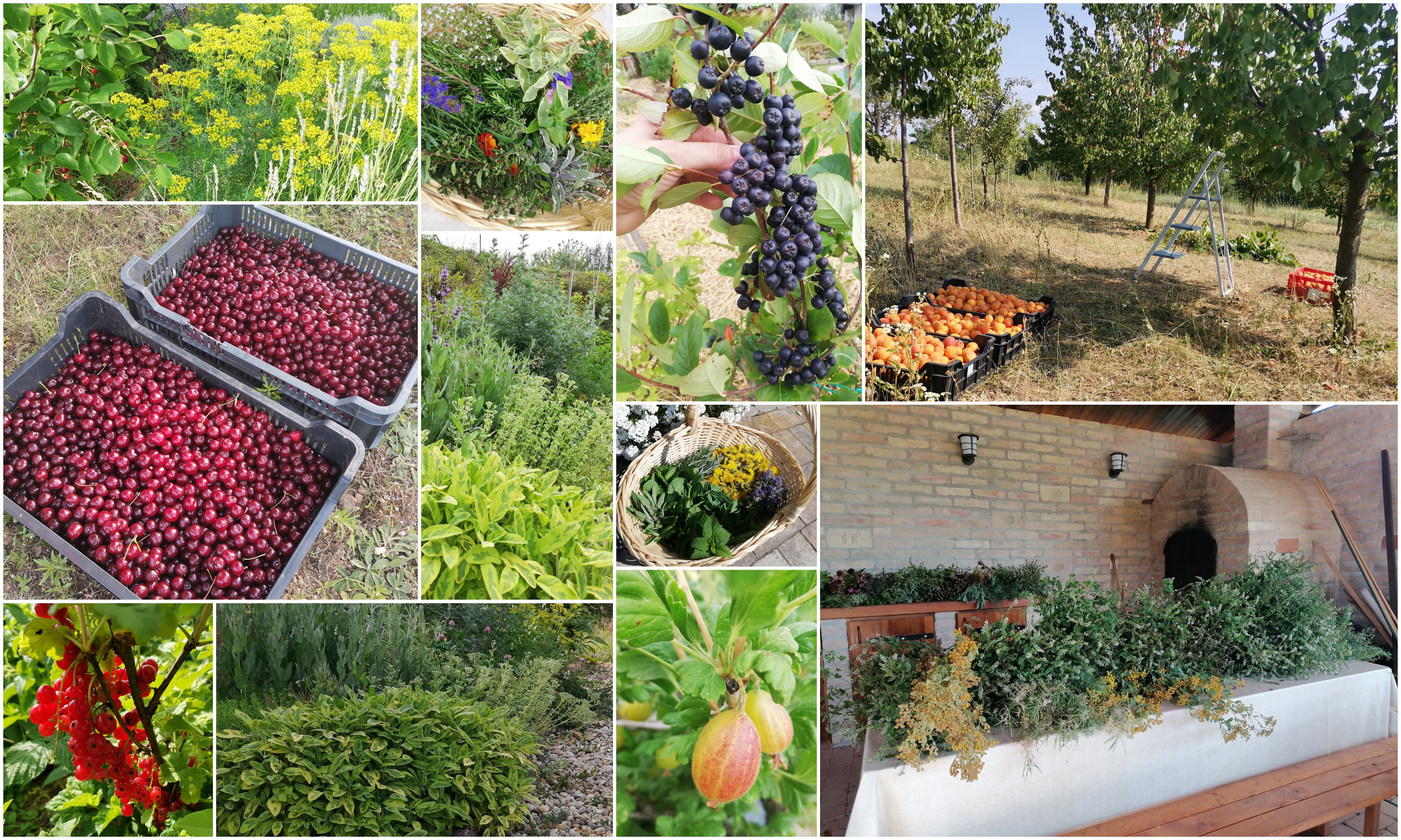 Health without chemicals