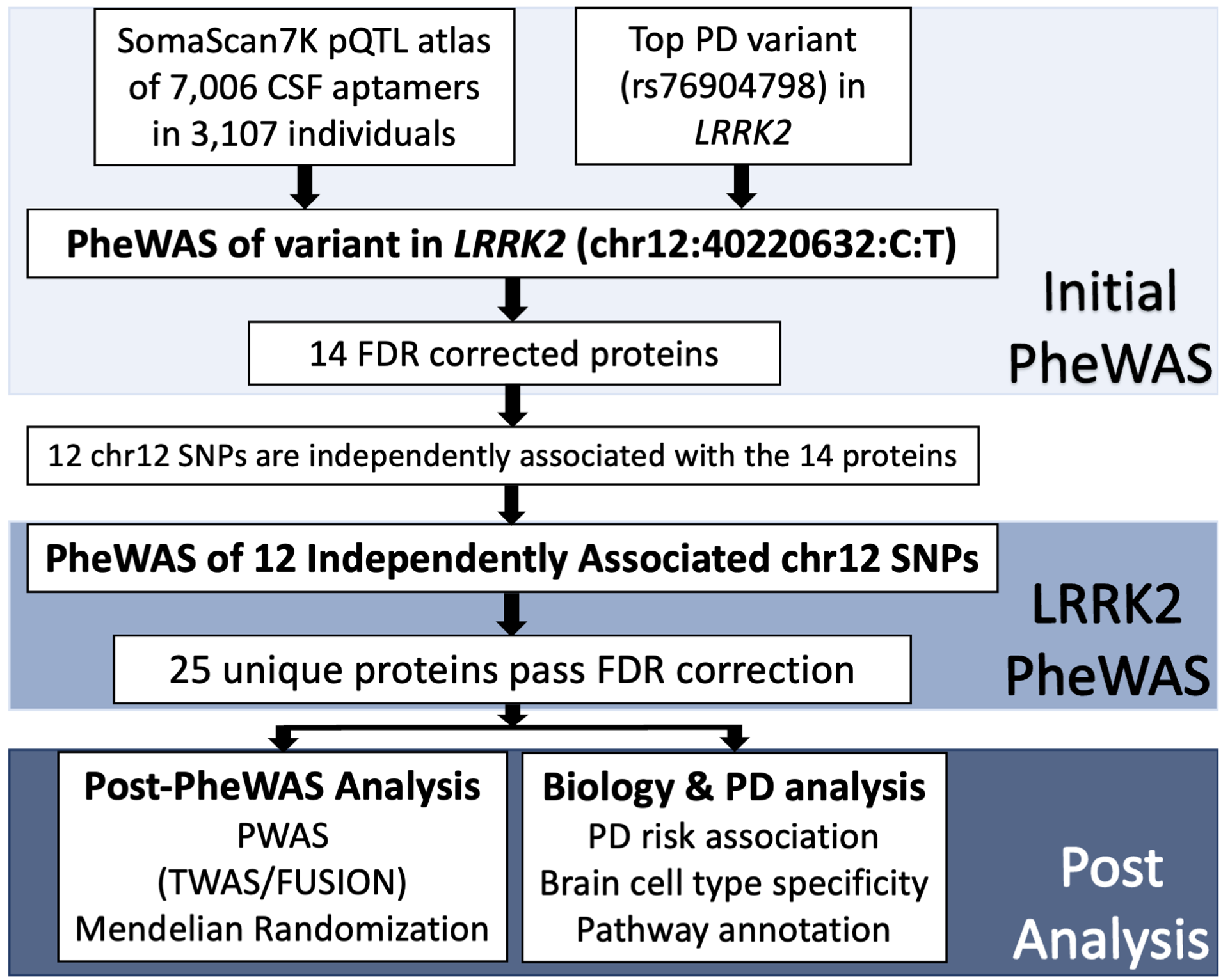 Study design. The workflow of the analysis of proteins associated with LRRK2 including initial rs76904798 phenome-wide association study (PheWAS), selection of independently associated LRRK2 SNPs, PheWAS of LRRK2 variants, fine mapping of significant aptamers, and analysis of proteins in terms of biological and PD significance. Adapted from Fig. 1 of the article.