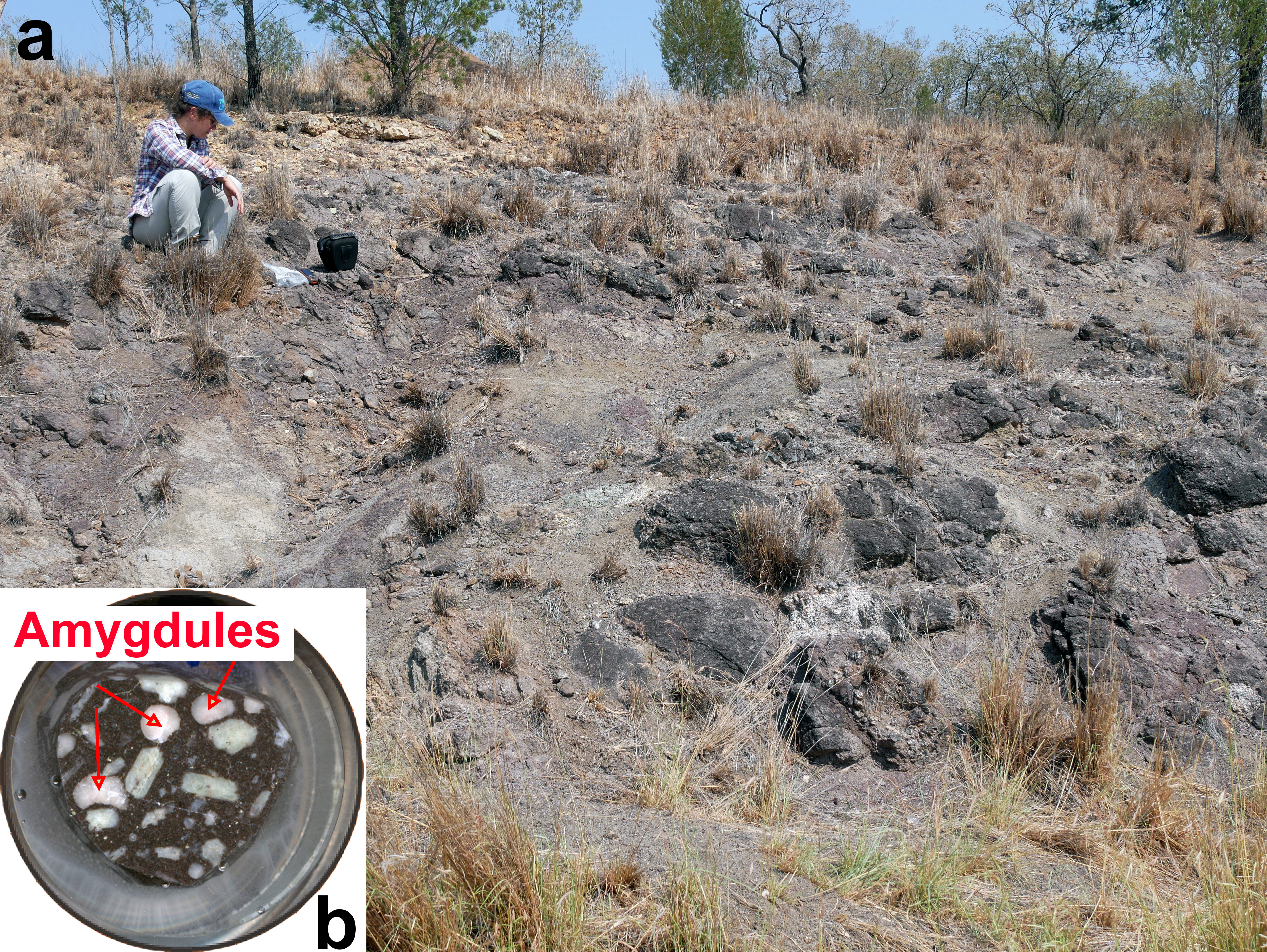 (A) Poorly-preserved outcrop of basalts (Bonshaw, New South Wales, Australia) where calcite-bearing samples were collected in 2019. (B) Epoxy mount (width = 25 mm) of an amygdaloidal basalt. Arrows show millimetric calcite-filled amygdules.