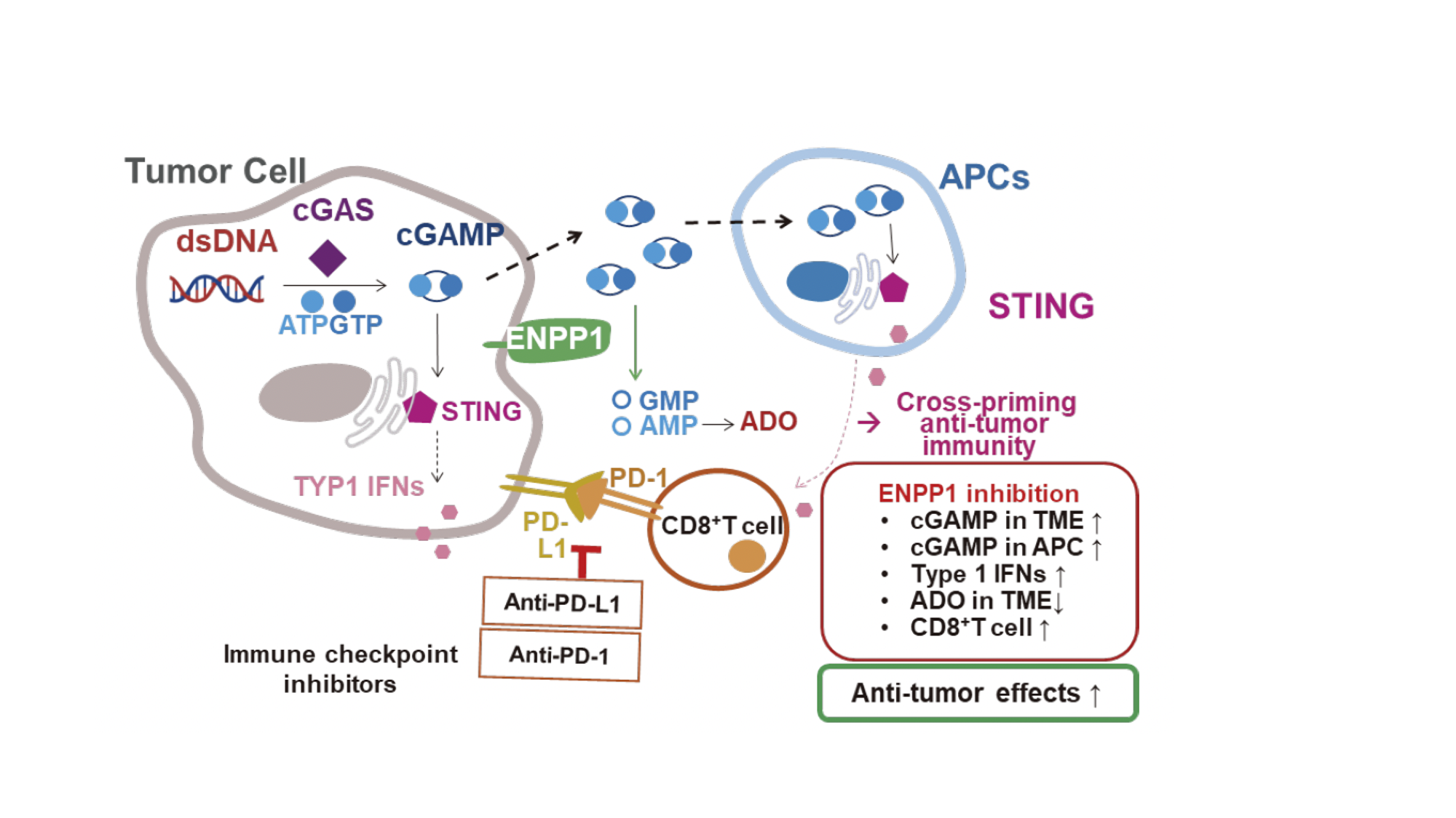 The role of cGAS-STING and ENPP1 in anti-tumor immunity