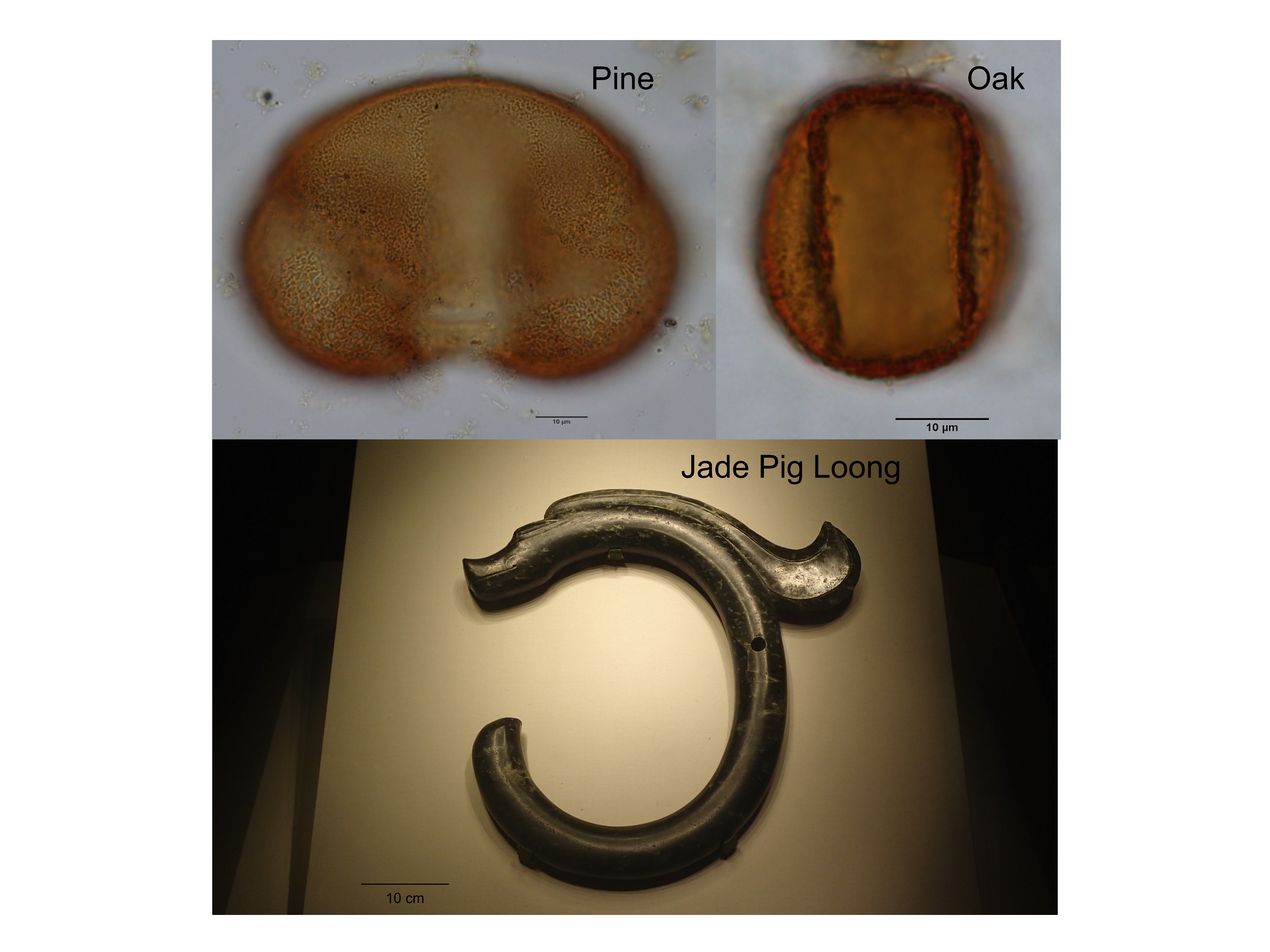 Pollen grains and Jade Pig Loong