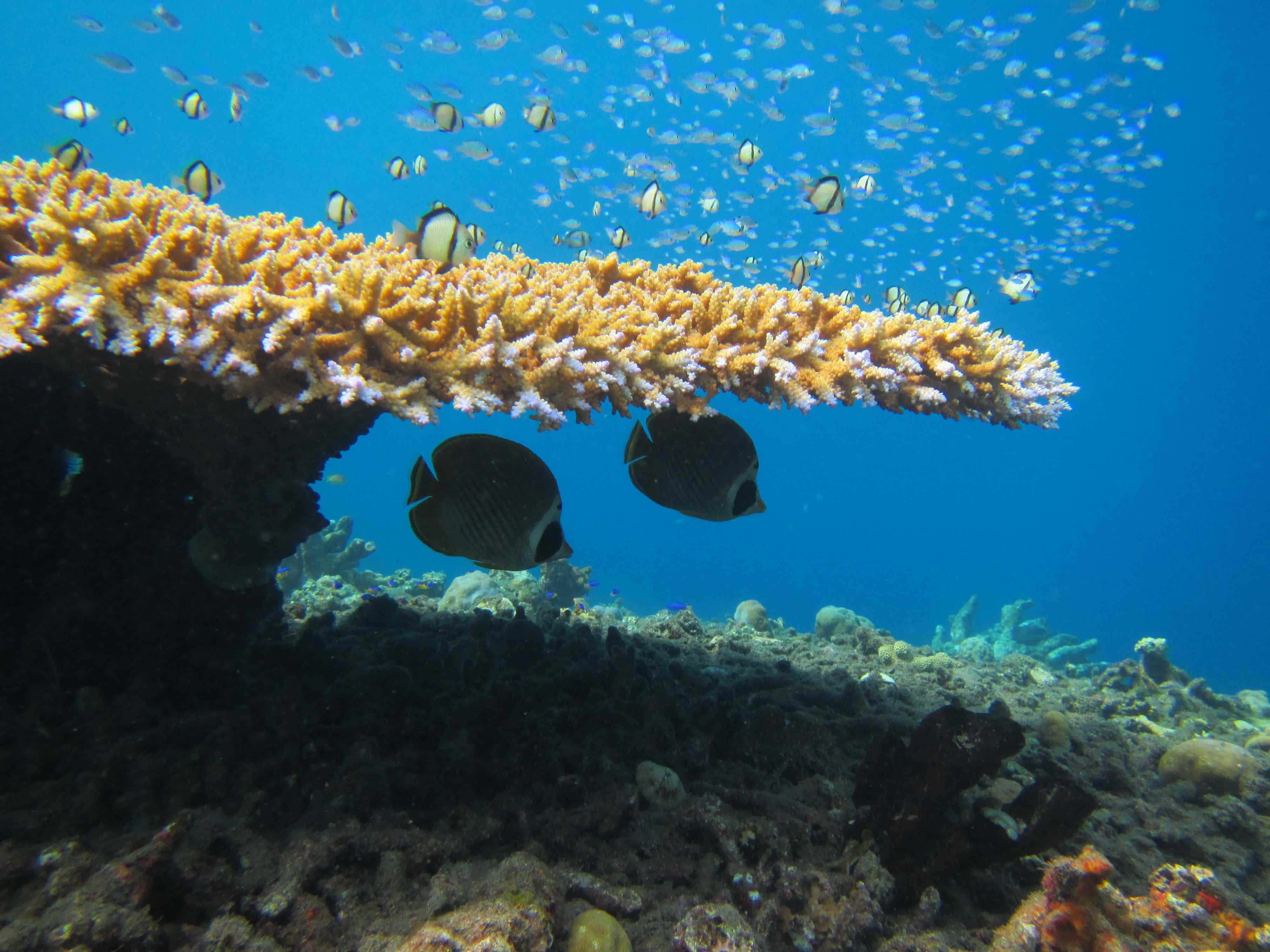 Butterflyfishes seek refuge under an Acropora table