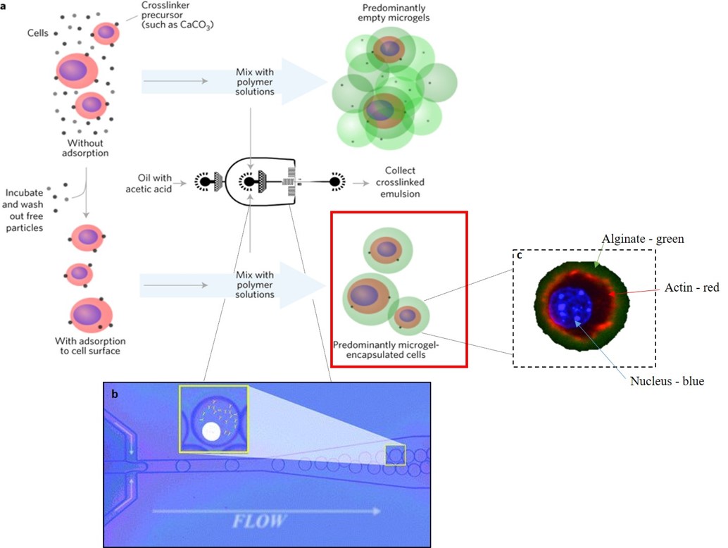 Deterministic encapsulation of single cells in thin tunable microgels 