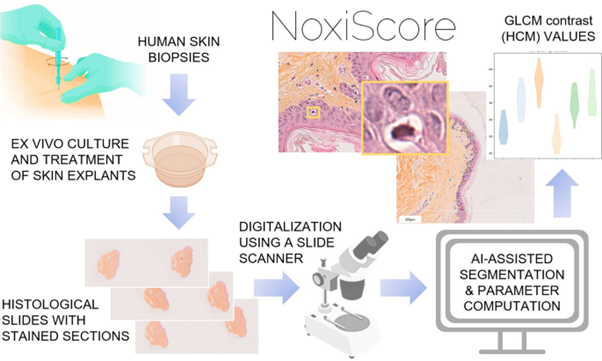 Graphic abstract showing ex vivo human skin model and machine learning pipeline. From Computational histology reveals that concomitant application of insect repellent with sunscreen impairs UV protection in an ex vivo human skin model  https://parasitesandvectors.biomedcentral.com/articles/10.1186/s13071-025-06712-3