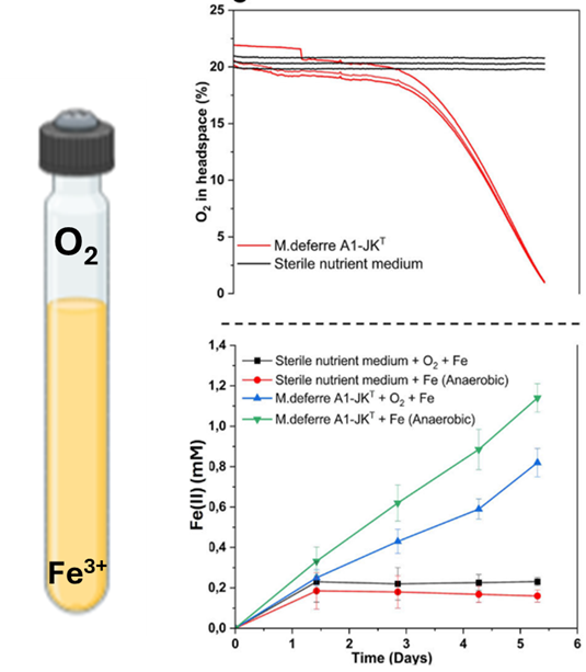 Figure 1 (from the manuscript): M.deferre A1-JKT cells were simultaneously able to reduce Fe(III) and oxygen provided as electron acceptors
