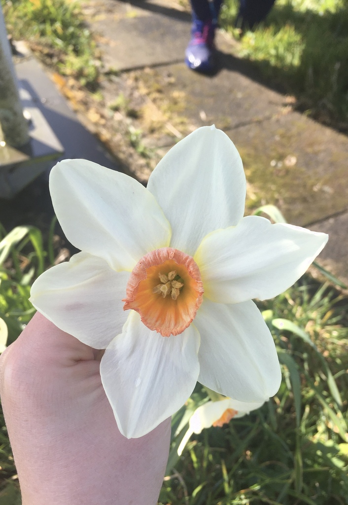 Students begin to see and appreciate the variation within daffodils A daffodil with white petals and a small orange cupped corona