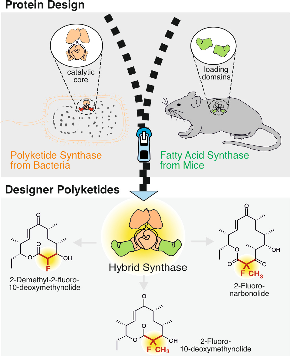 From protein design to designer compounds