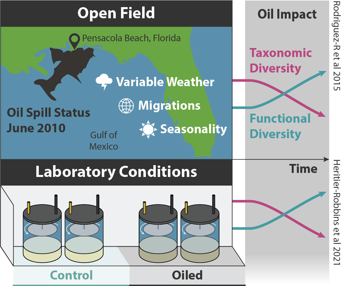 Study summary showing that data from Open Field and Laboratory Conditions both result in the same trend in response of oil contamination: decrease in taxonomic diversity and increase in functional diversity