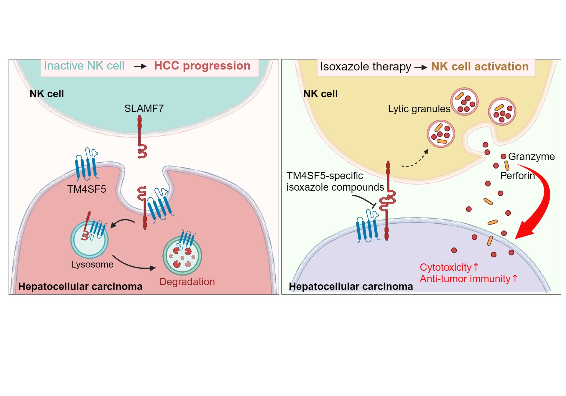 TM4SF5 in cancerous hepatocytes binds SLAMF7, a stimulatory NK cell ligand, and causes SLAMF7 internalization and trafficking toward lysosomes where it can be degraded, leading to less availability of the ligand for the receptor on NK cells (SLAMF7), resulting in NK cell inactivation and HCC progression (left). TSIs can bind to TM4SF5 and thereby interrupt its binding to SLAMF7, thus preventing SLAMF7 degradation and making SLAMF7 available to its receptor on NK cells. Thereafter, NK cells are activated for the secretion of lytic granules including granzyme and perforin to kill TM4SF5-positive HCC (right). 