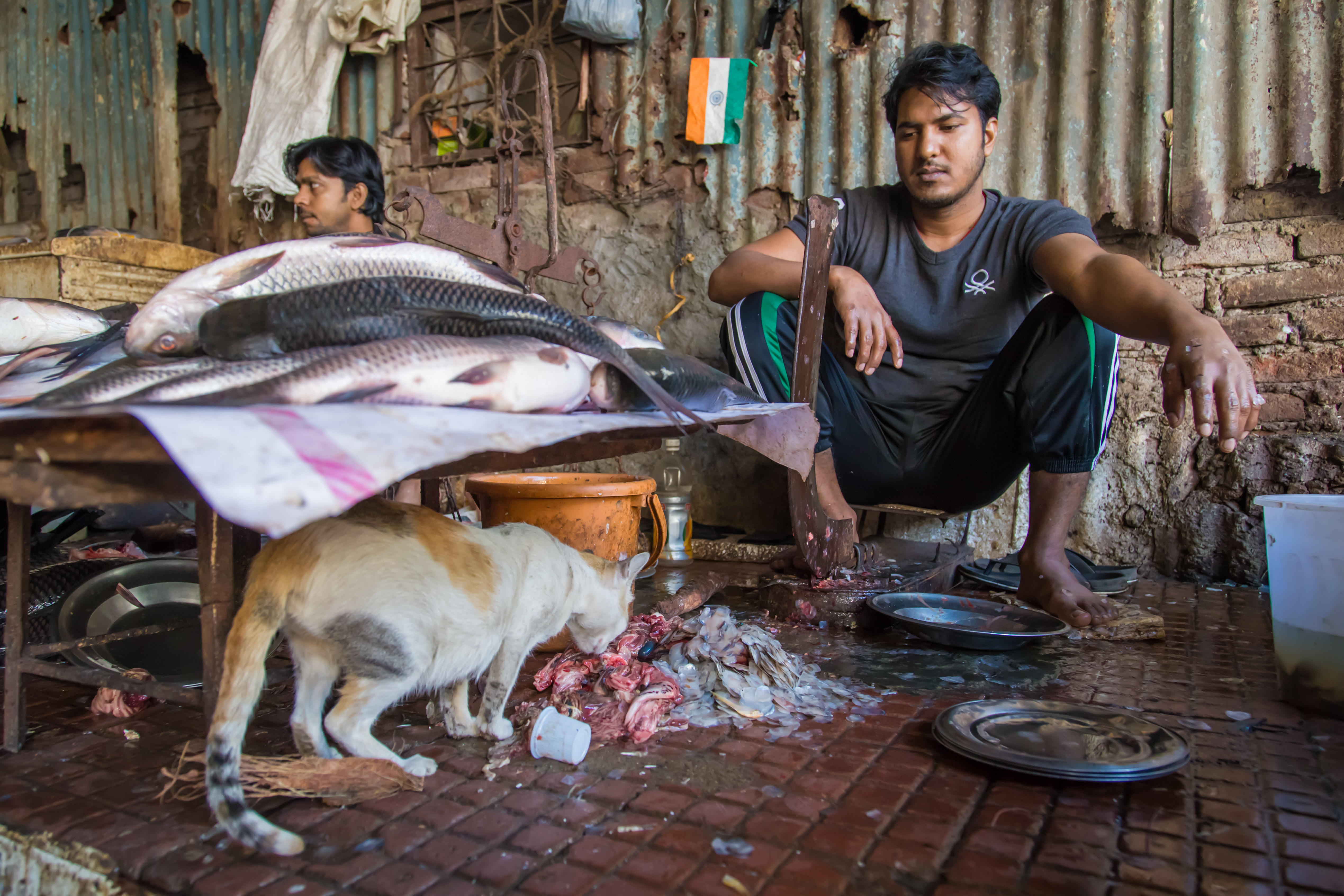 Cat eating fish entrails at market in Mumbai, India 