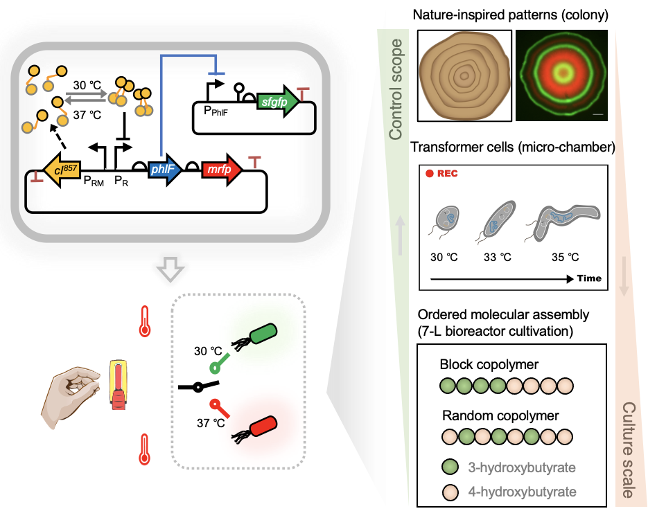 Abstract figure of Wang et al 2021