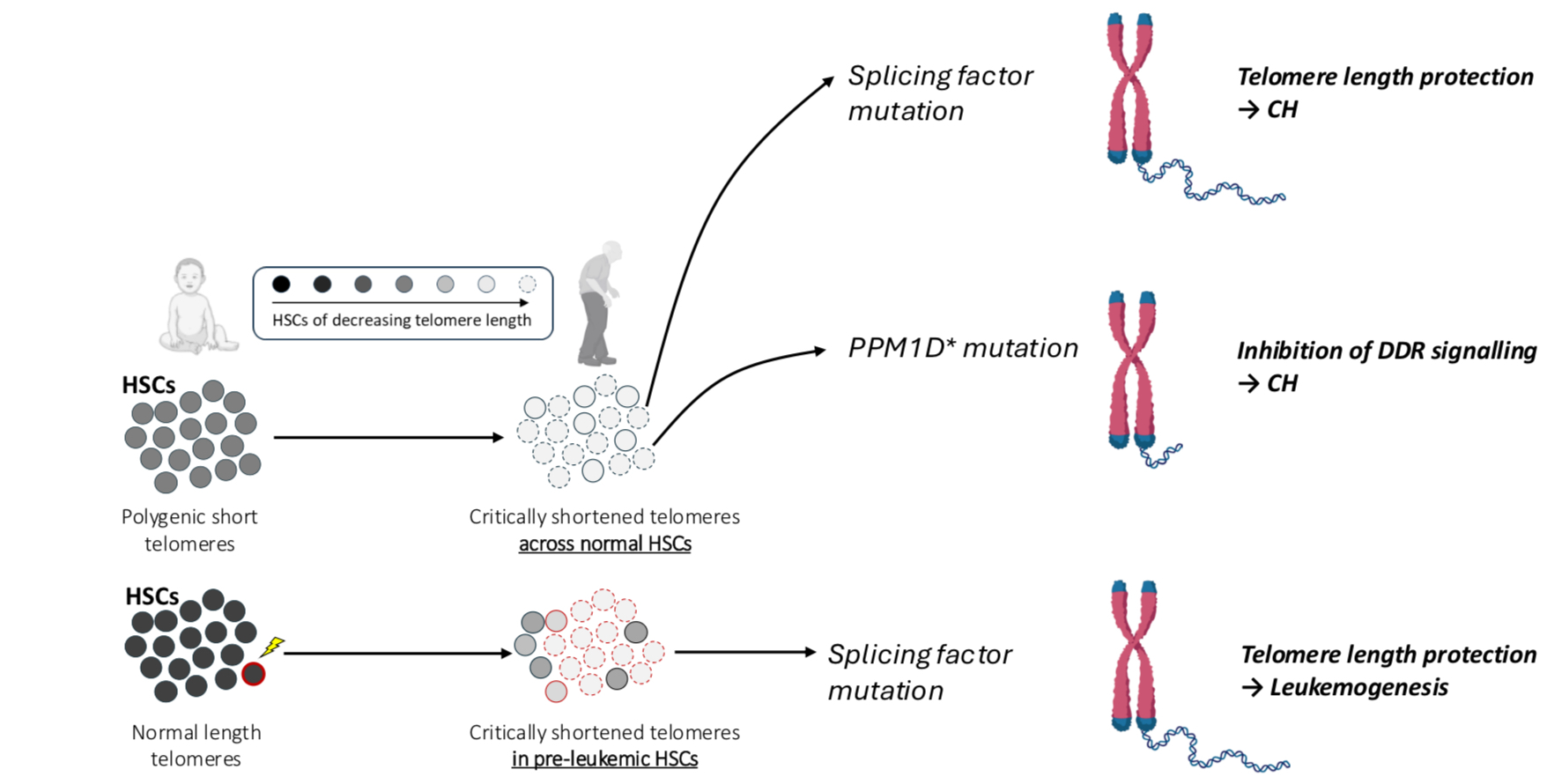 Telomere attrition shapes the landscape of clonal hematopoiesis and leukemogenesis with advancing age