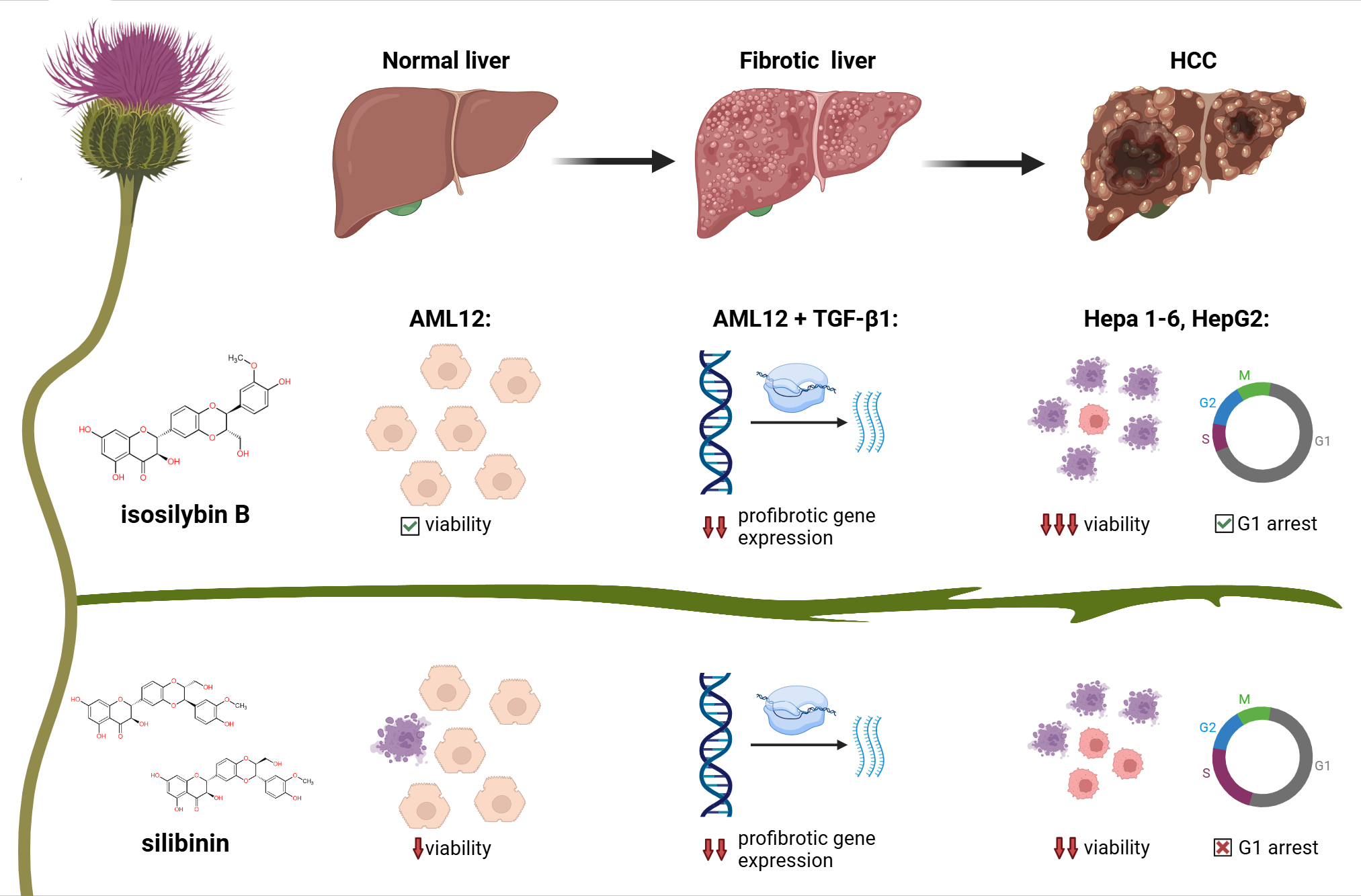 İzosilybin B: Hepatoprotektif, antikanser ve antifibrotik özelliklere sahip potansiyel yeni bir terapötik ajan