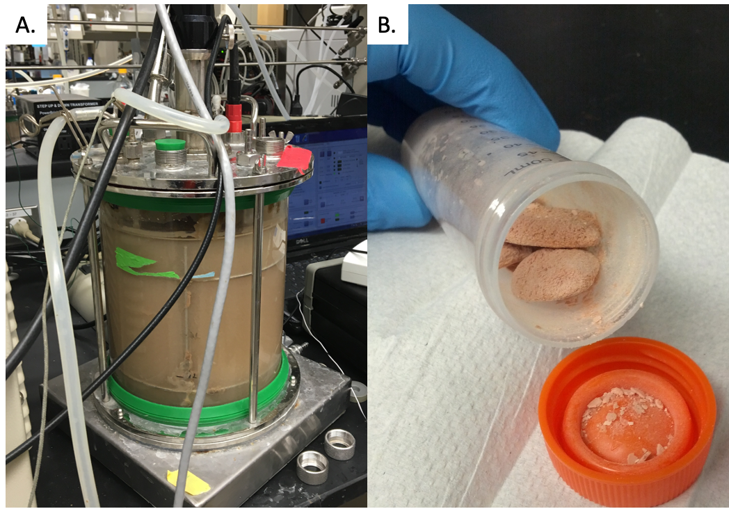 Metanotrophs in the lab
