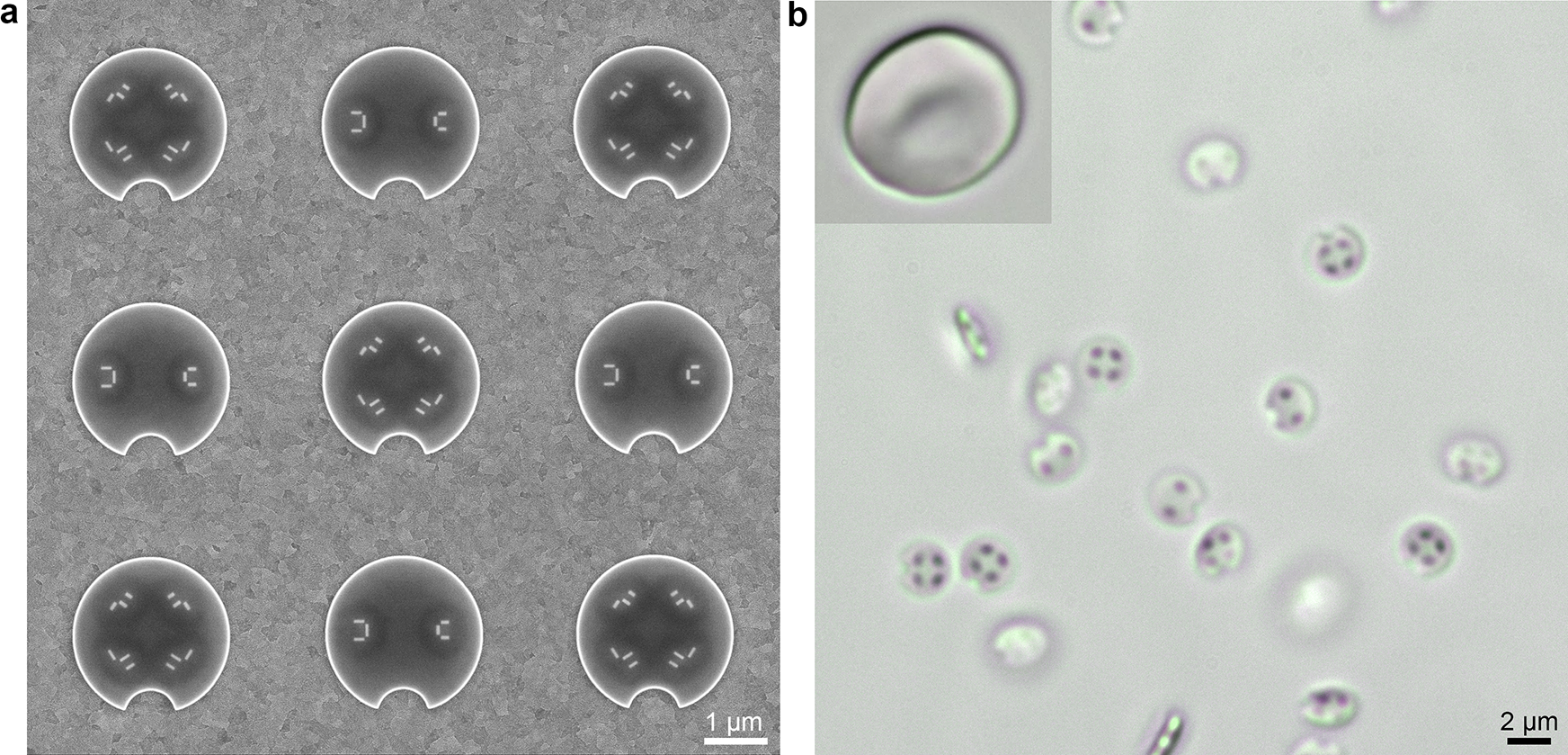 Figure 2. Fabricated 2-motor and 4-motor microdrones. a, Scanning electron micrograph of an array of microdrones on substrate. b, Optical micrograph of microdrones released into a water cell (no steering light field). The inset is an optical micrograph of a human red blood cell (same scale as the microdrones).