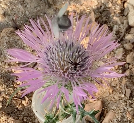 A flower with a spider and a 3D-printed fly