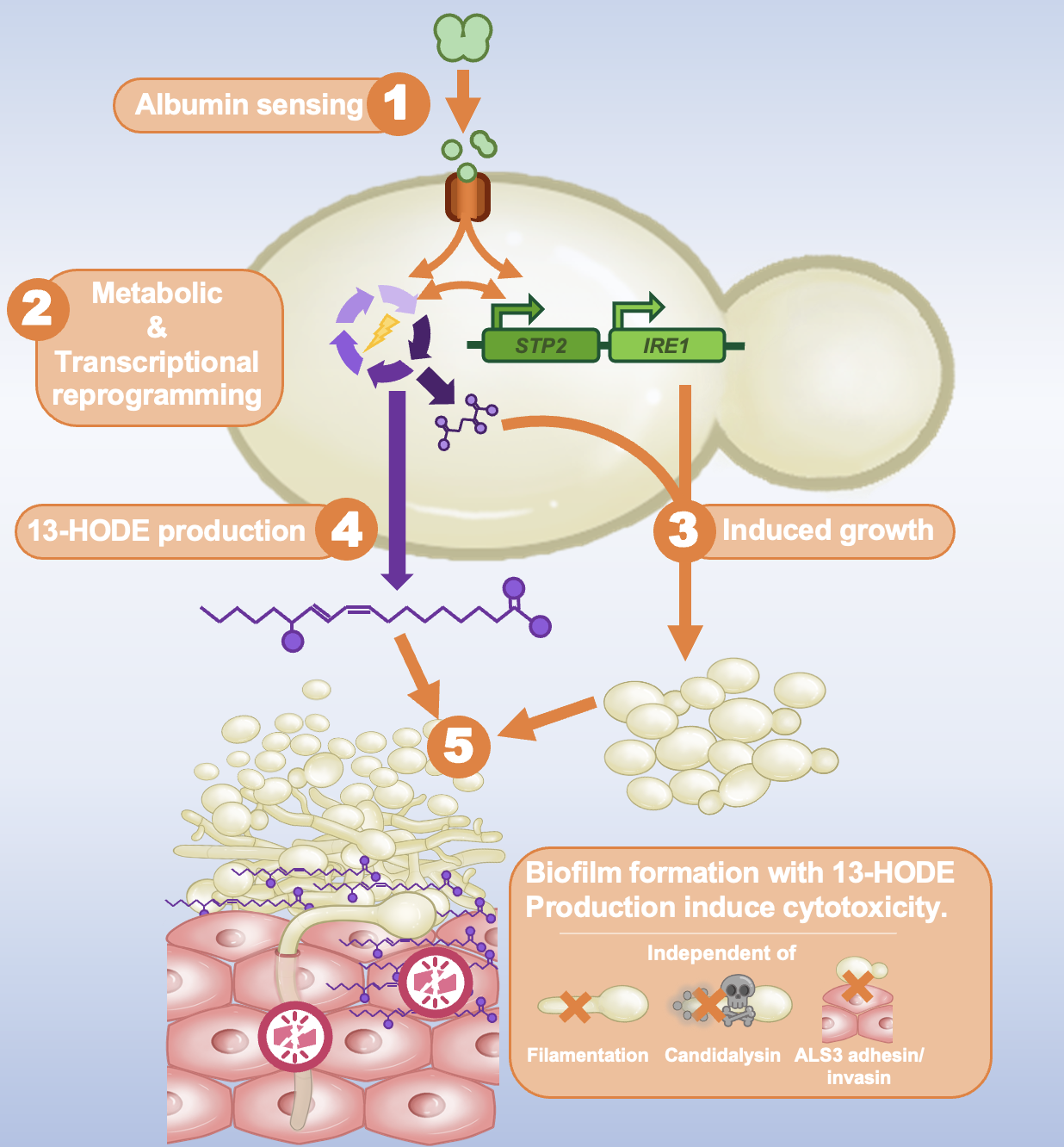 Candida albicans induces metabolic and transcriptional reprogramming in response to human serum albumin, leading to biofilm formation and release of oxidized lipids that can cause cytotoxicity.