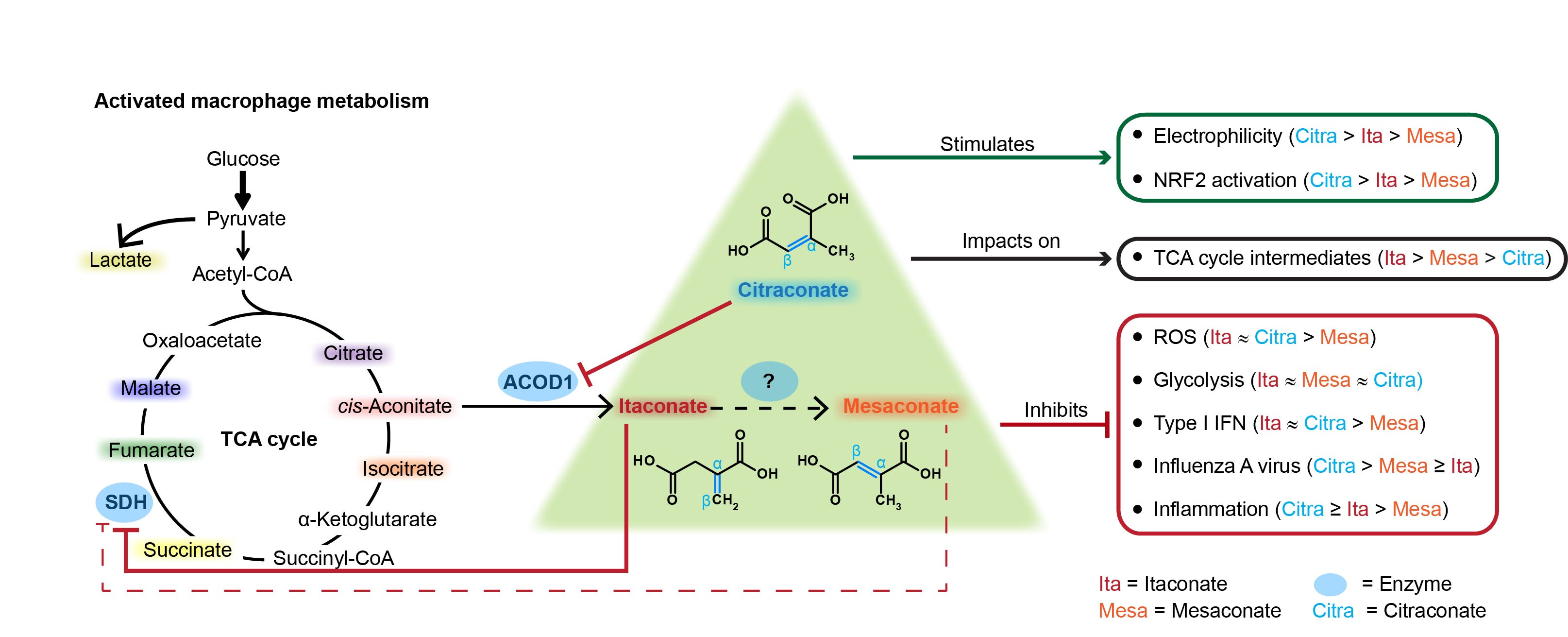 Graphical abstract of the paper illustrating common and distinct features of the three isomers, itaconate, mesaconate, and citraconate