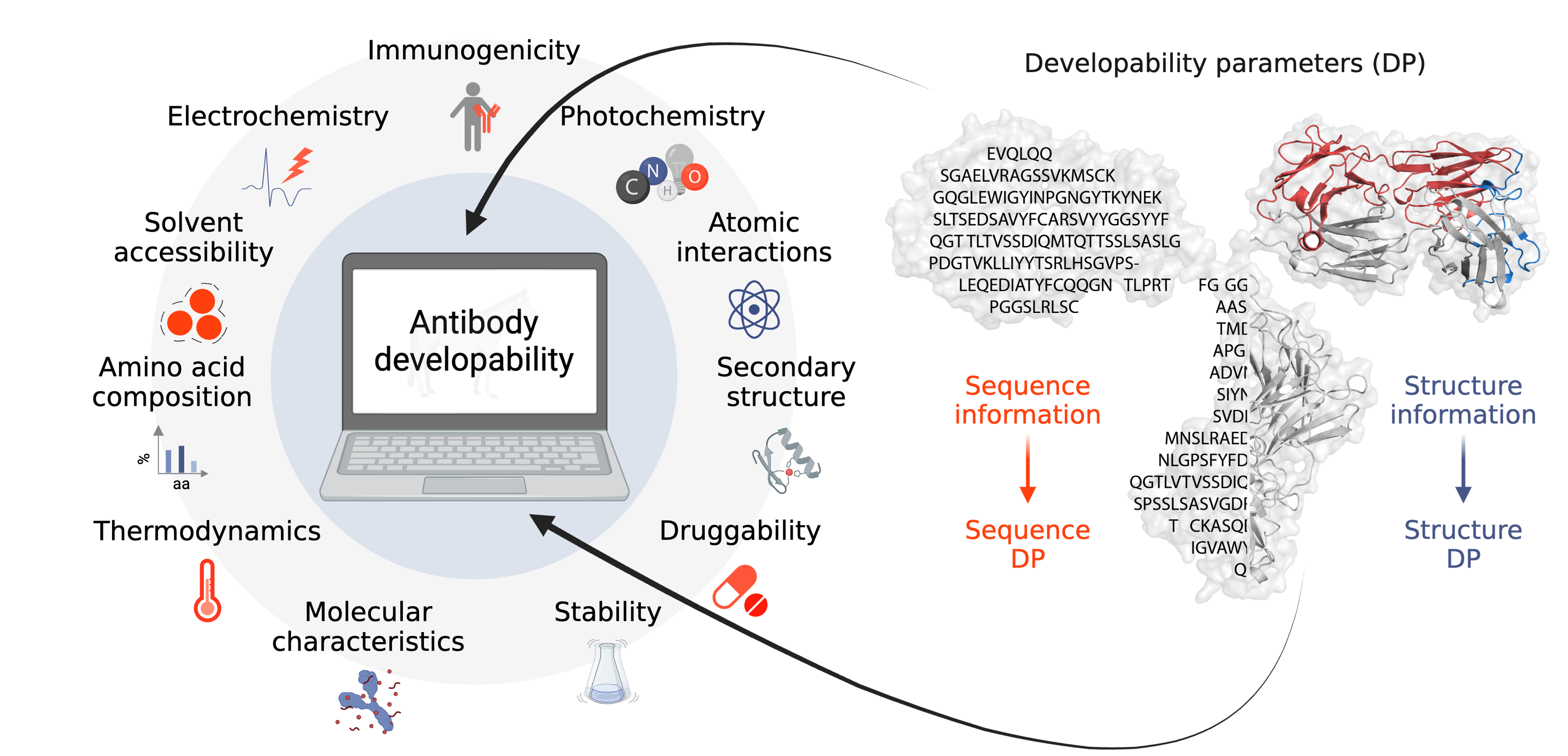 Antibody developability is linked to inter-connected sequence-based and structure-based physicochemical parameters. In silico developability assessment requires the sequence and/or the structure of the antibody as an input. 