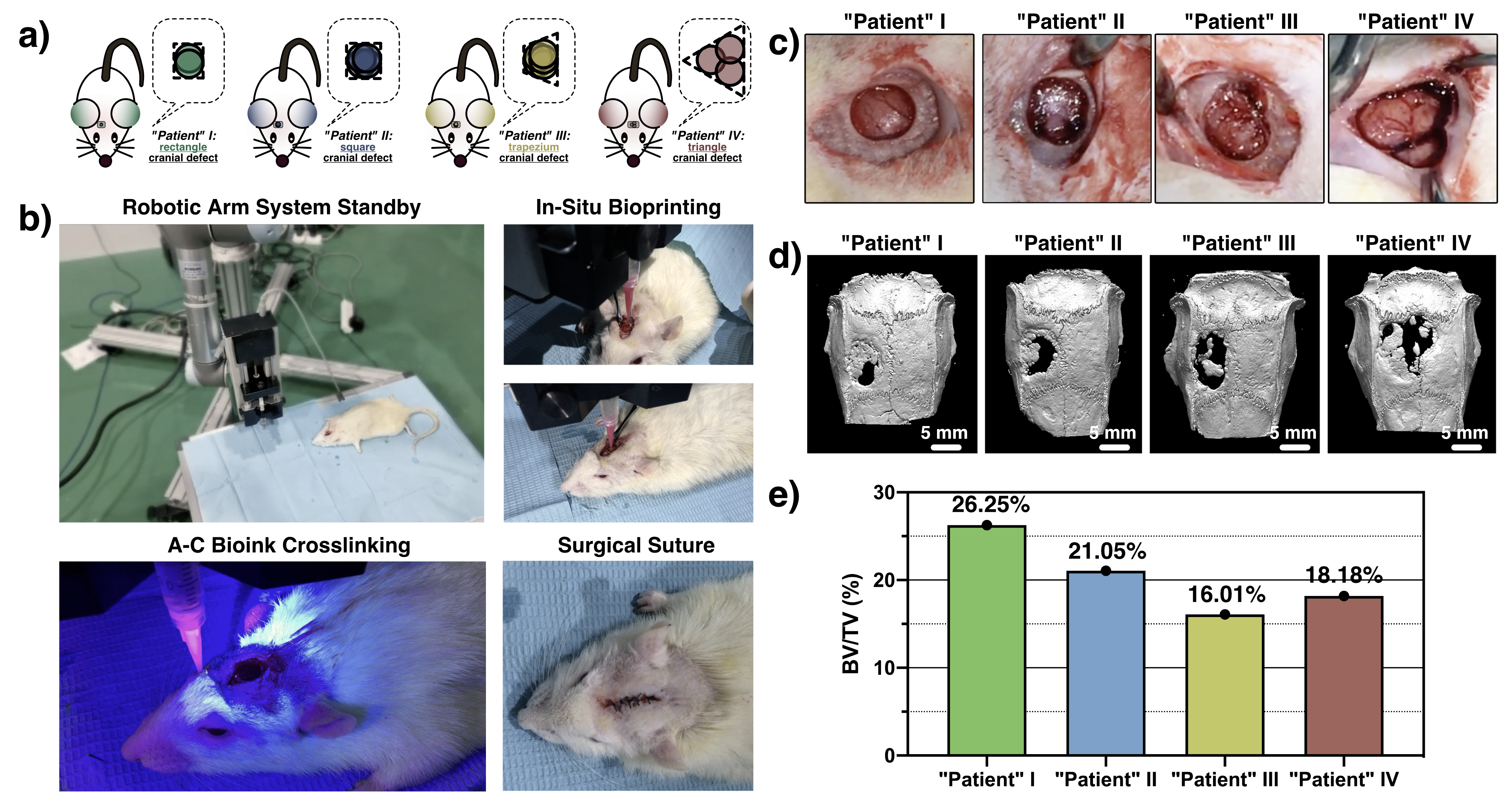 In-situ bioprinting at rat cranial defect models with different morphology with A-C bioink