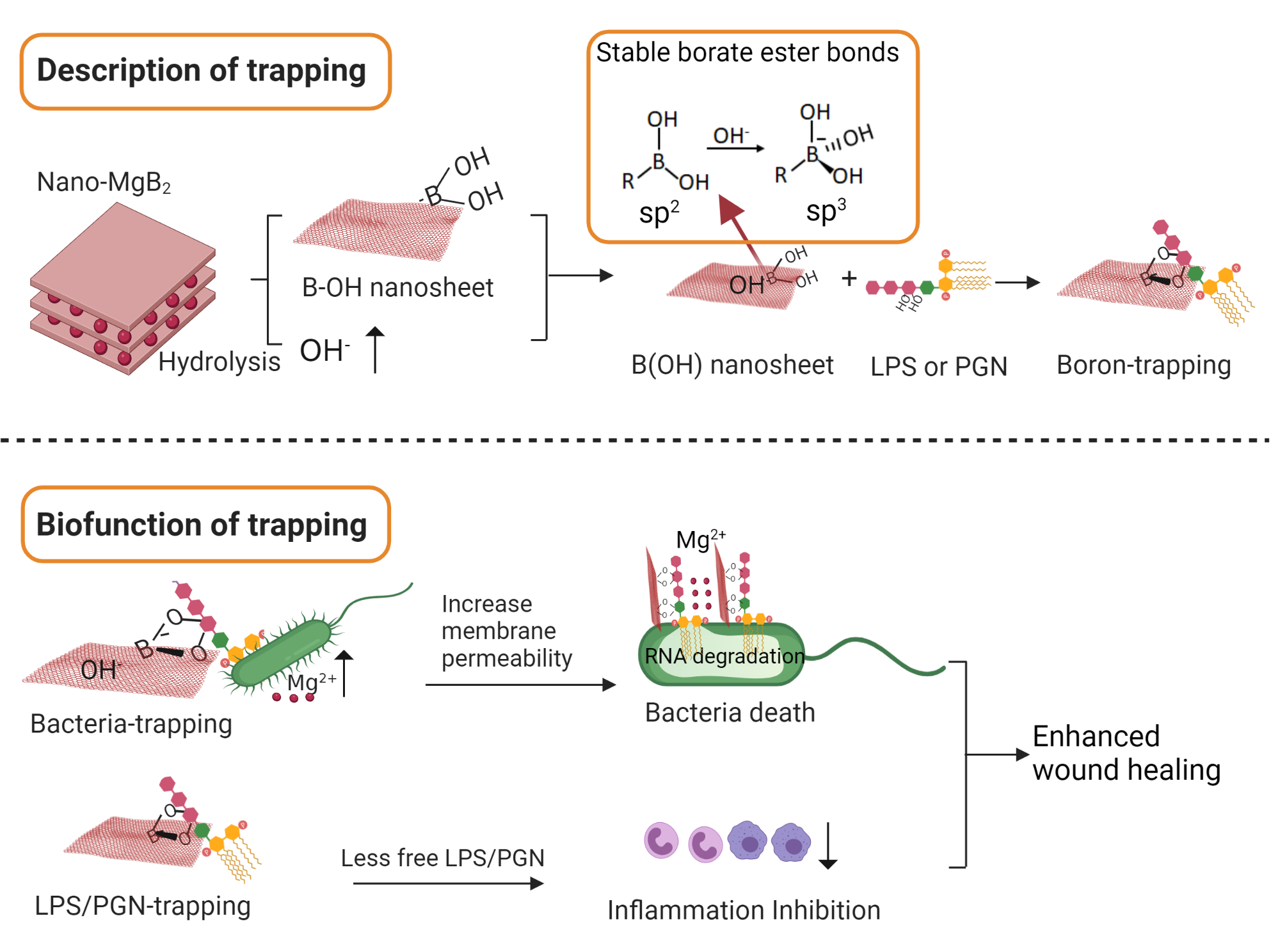 Figure 2 Reactive metal borides (such as Nano-MgB2) were gradually hydrolyzed to generate boron dihydroxy groups (HO-B-OH) and a local alkaline microenvironment. The alkaline microenvironment promoted the HO-B-OH to trap the key component of bacteria (LPS/PGN) by forming a stable borate ester bond. The trapping of LPS/PGN not only inhibited the survival of live bacteria, but also blocked the excessive inflammatory response of immune cells, resulting in enhanced wound healing.