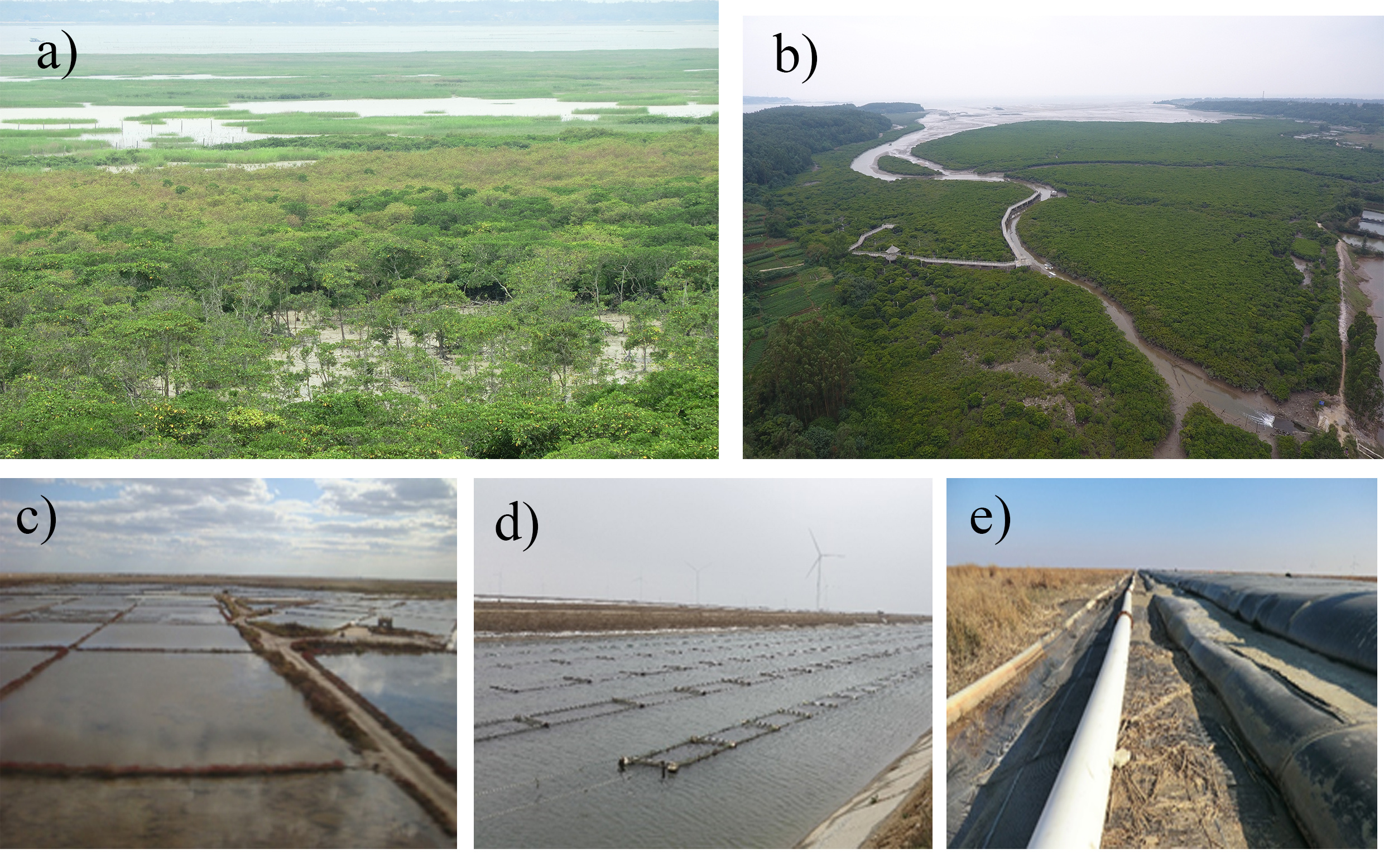 Figure 1. Coastal saltmarsh (a) and mangrove forest (b) in China. Reclamation (c-e) is the major driving factor for coastal wetland losses in China. Photo credit: Xiao Xu, Bo Li, Lianghao Pan, and Xinxin Wang