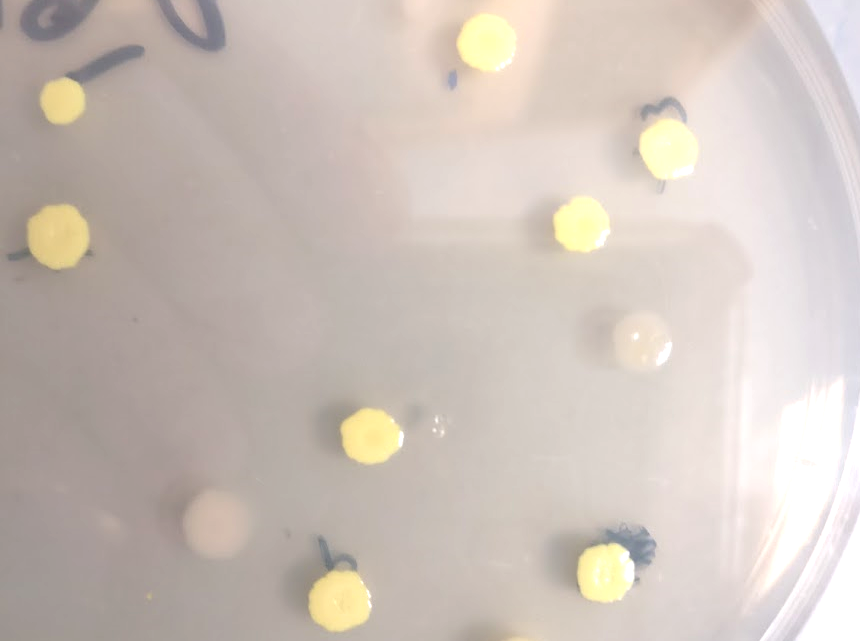 Petri dish with yellow E. coli colonies
