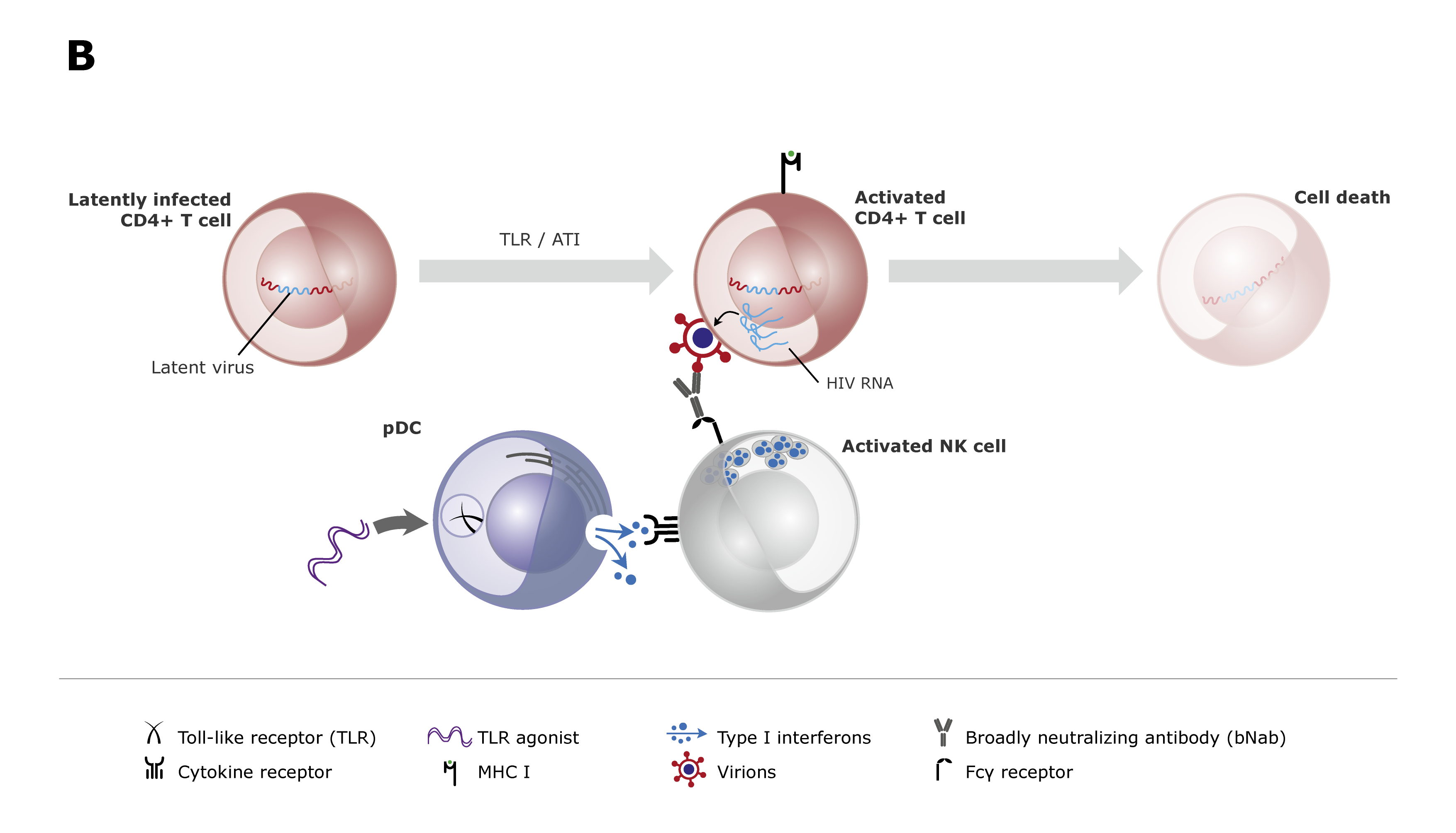 FIGURE 1. (a) Illustration of the effects of broadly neutralizing antibodies (bNAbs) and latency reversing agents (LRA) in combination. bNAbs-antigen complexes bind to plasmacytoid dendritic cells (pDCs) via the Fcg receptors. This cross-presents viral antigens on the MHC class I molecule leading to development of HIV-1-specific CD8þ T cell and enhanced killing of infected cells. (b) Illustration of the effects of bNAbs and immune modulators such as TLR agonists in combination. TLR agonists prime the innate immune system through pDC activation. Primed innate immune cells (here a NK cell) bind the bNAbs via the Fcg receptors and mediate antibody-dependent cellular cytotoxicity (ADCC). (graphics: Gitte Skovgaard Jensen, AUH).