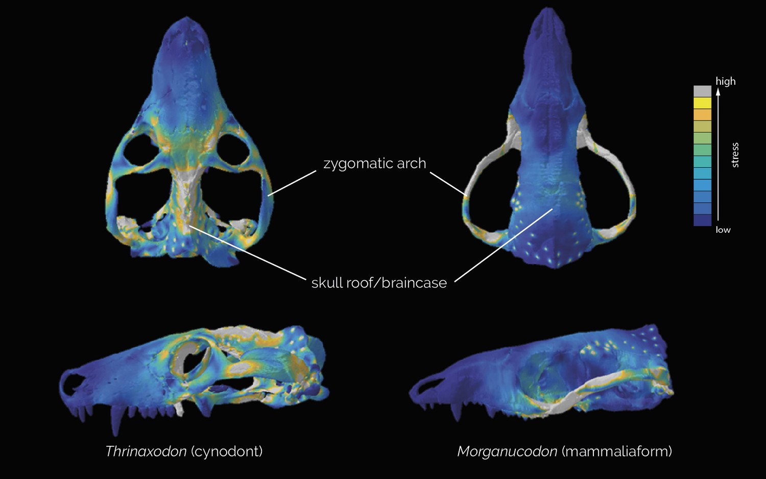 Stress distribution modelled across the skulls of Thrinaxodon and Morganucodon. The shift of stress from the braincase to the zygomatic arches is clearly highlighted by warmer tones.