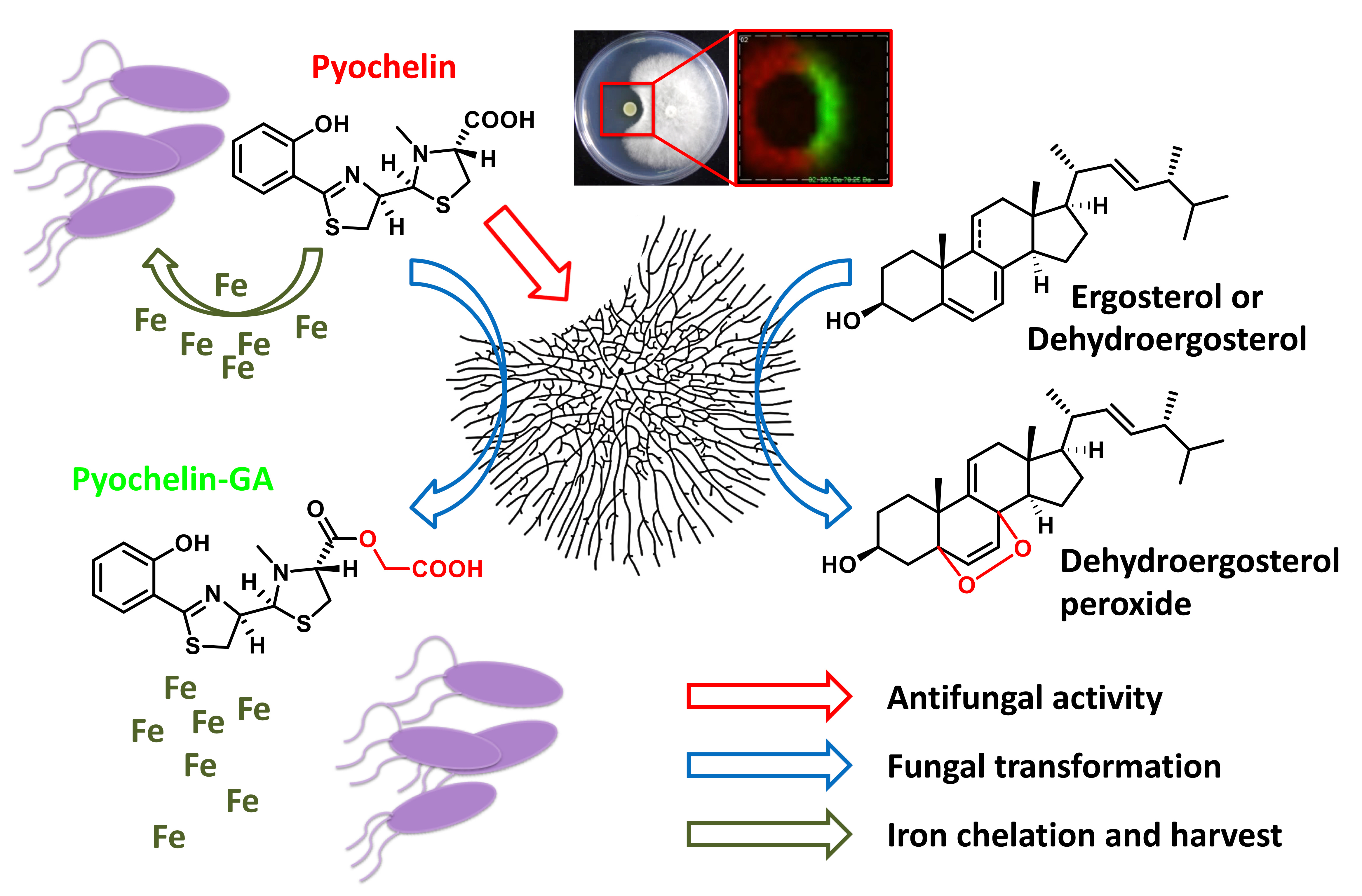 Imaging mass spectrometry revealed the metabolic interaction in the battle between bacteria and fungi.
