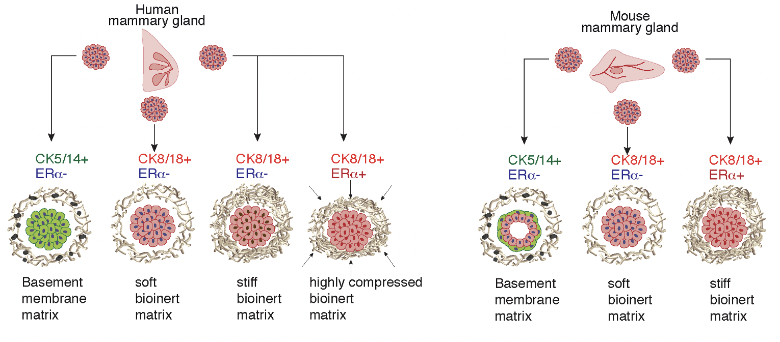 Summary of the story