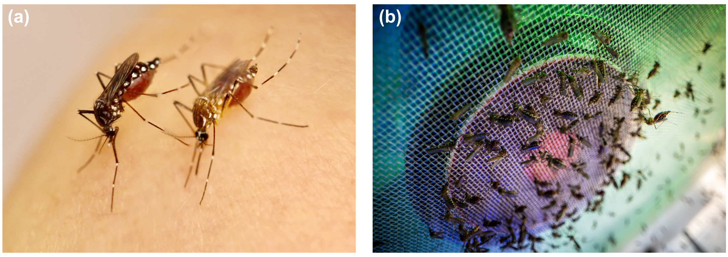 (a) Female mosquitoes of the generalist Aaf (dark, left) and domestic Aaa (light, right) forms of A. aegypti. Photo credits: Institut Pasteur (2020) / Greg Murray, Blaise Daures and Louis Lambrechts © 2025 CC BY-NC-ND 4.0. (b) Mosquitoes of the Aaa ecotype collected in the Jeddah Wolbachia facility (2024, Jeddah, Saudi Arabia) that are reared and blood fed by the Pest and Environmental Adaptation Research Lab at the Bio21 Institute and School of Bioscience (University of Melbourne, Australia). Photo credits: © Peter Casamento and Samia Elfekih © 2025 CC BY-NC-ND 4.0.