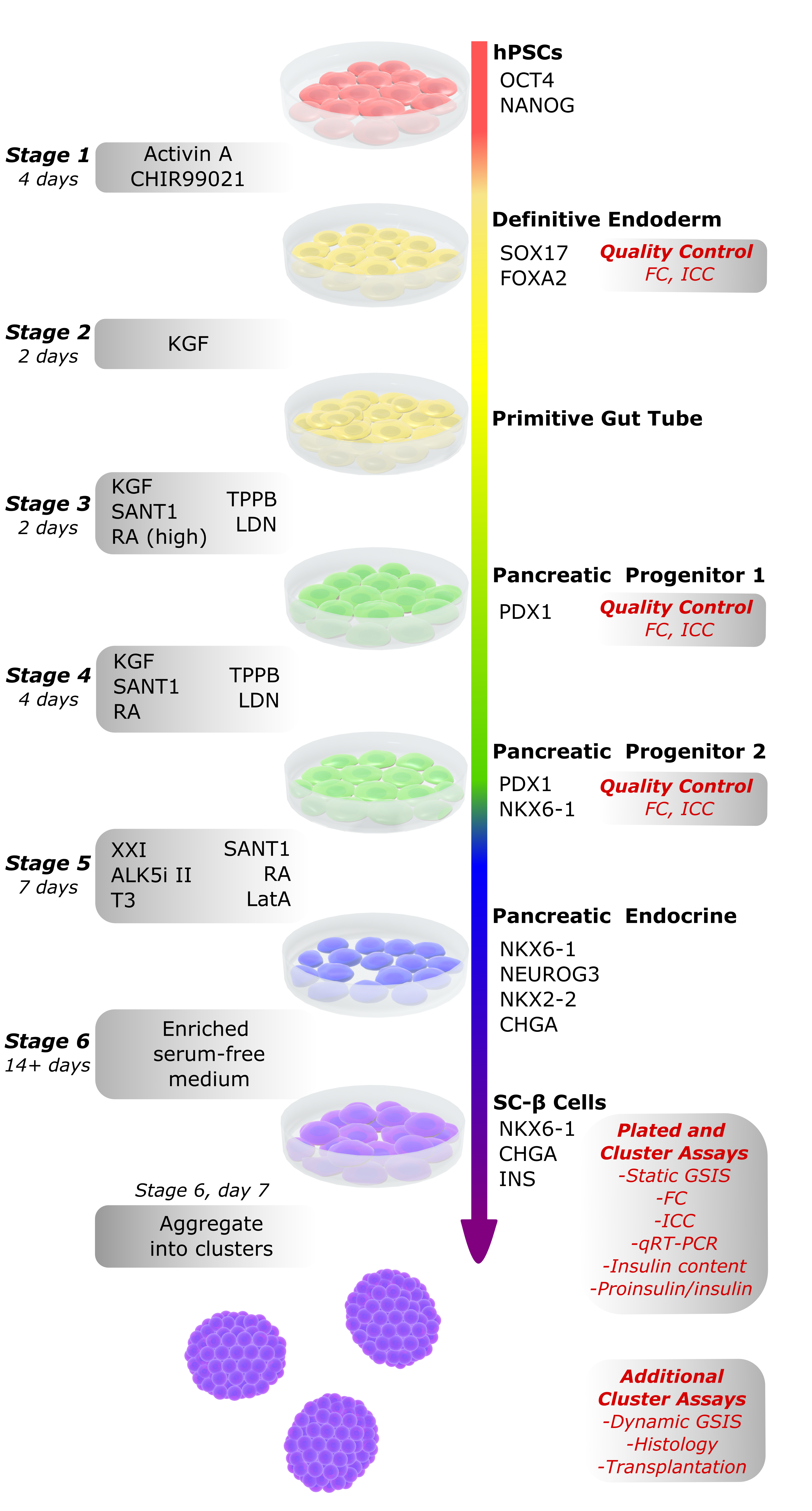 Protocol for generating SC-β cells