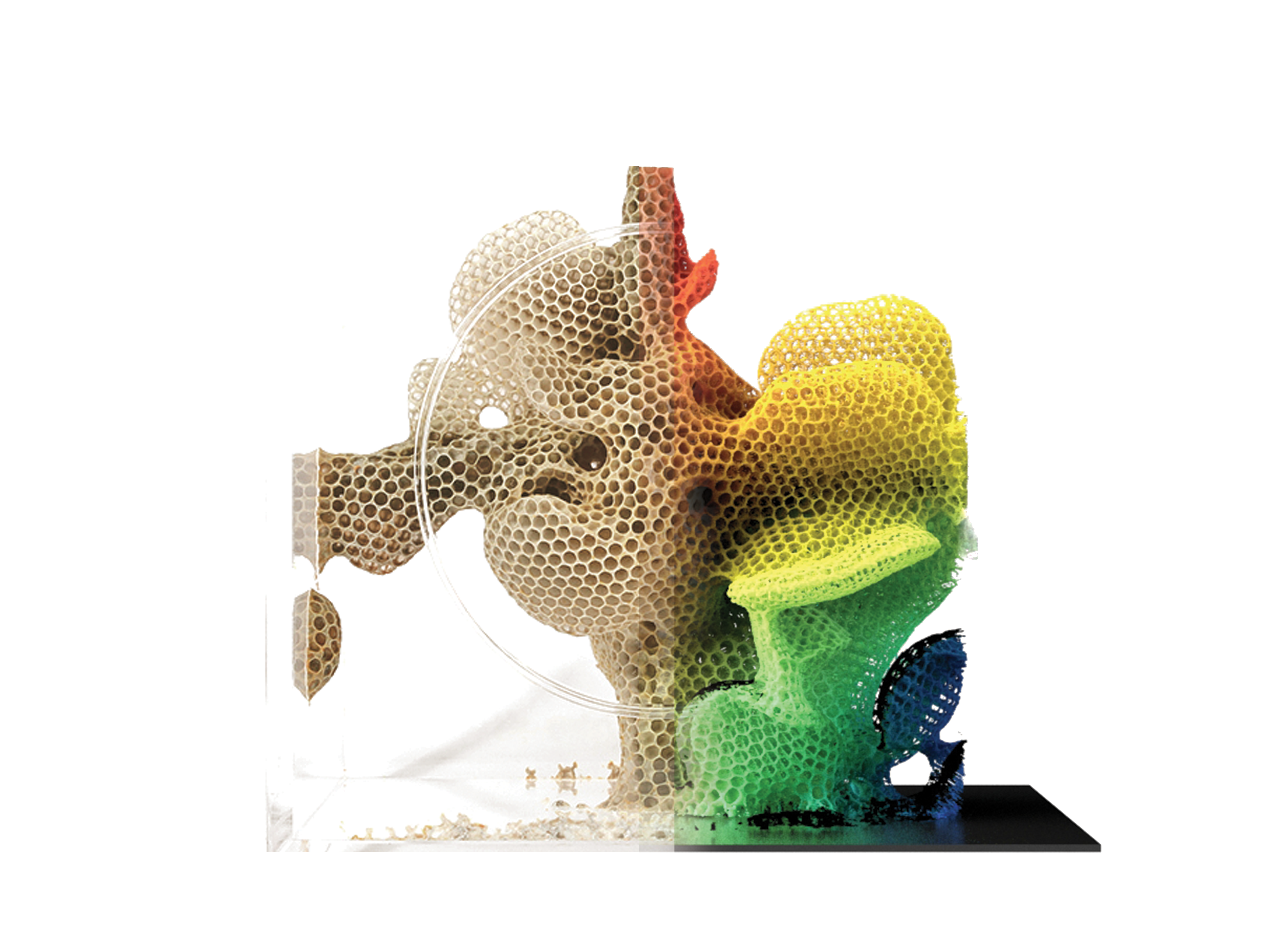 Overlay Comb Computational analysis data overlaid as a colored gradient on a photo of a highly curved comb architecture constructed by honey bees.