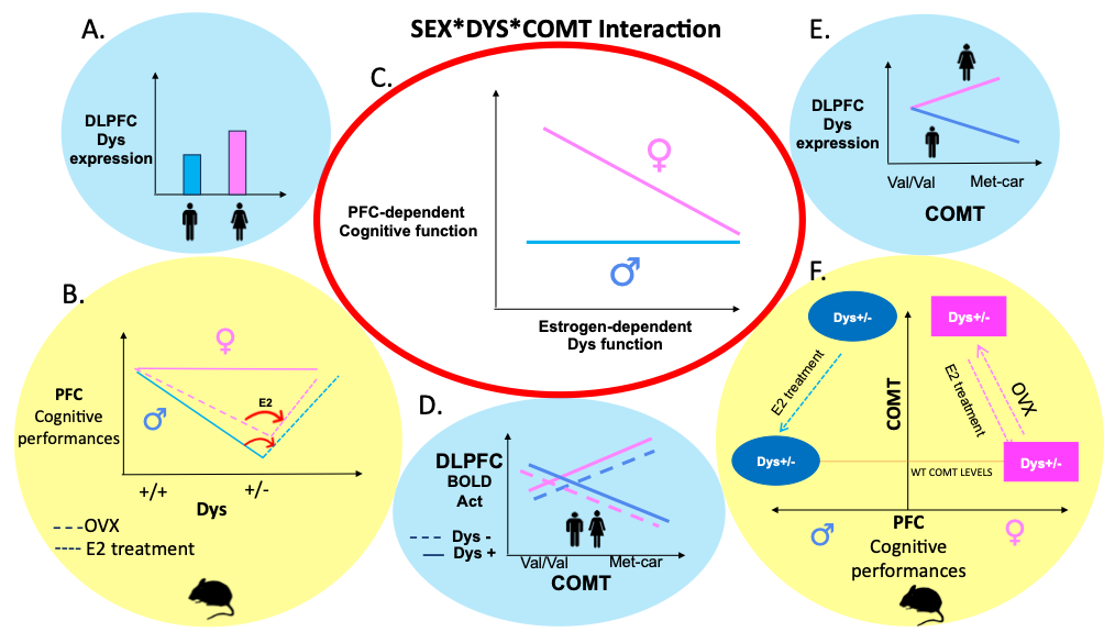 Theoretical representation describing the impact of functional variants of the DTNBP1 gene interacting with COMT on PFC-dependent cognitive functions between sexes in both mice and humans.