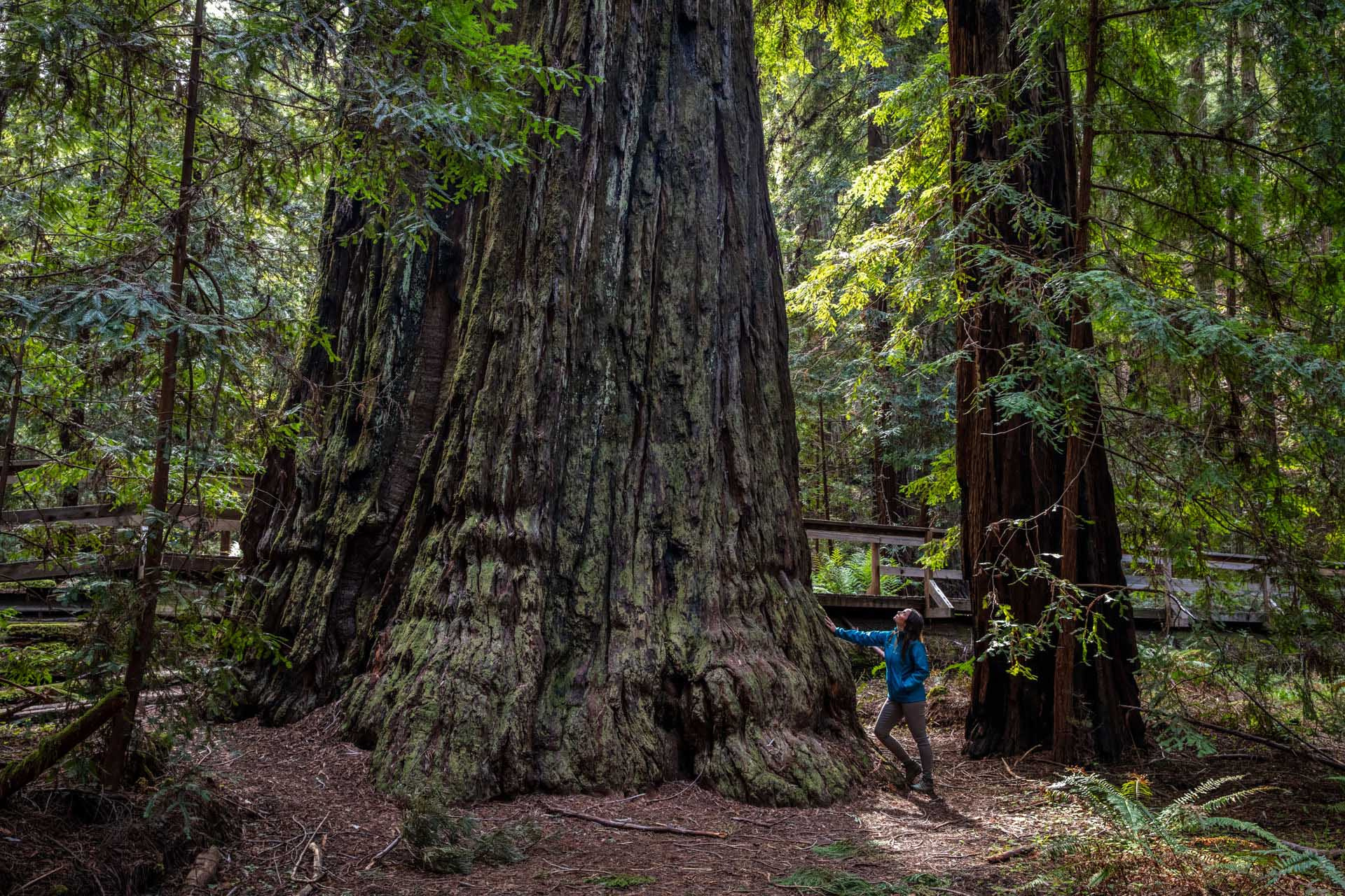 Coast redwood A photo of a coast redwood and a person standing next to it.