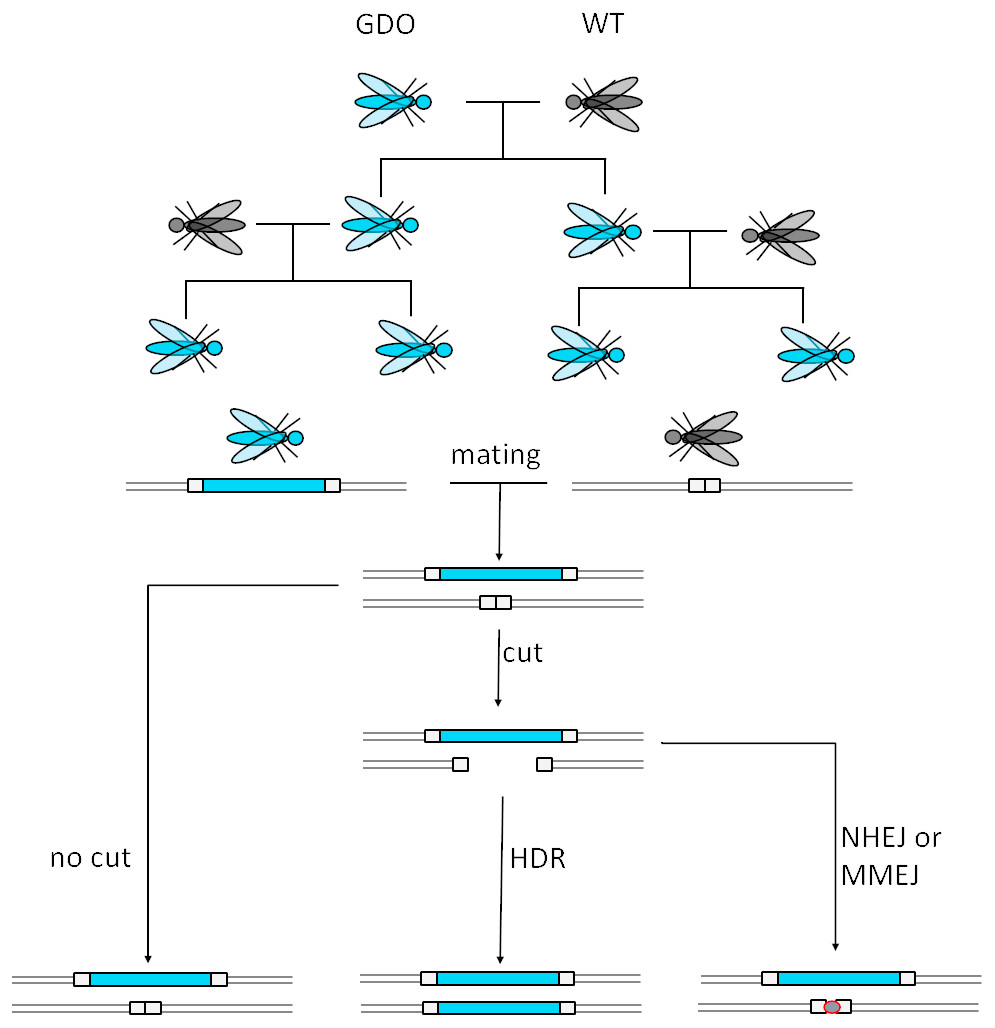 Schematic showing how gene drives spread through mosquito progeny, including a diagram of the gene drive locus cutting its cognate allele and it being repaired with the gene drive sequence.