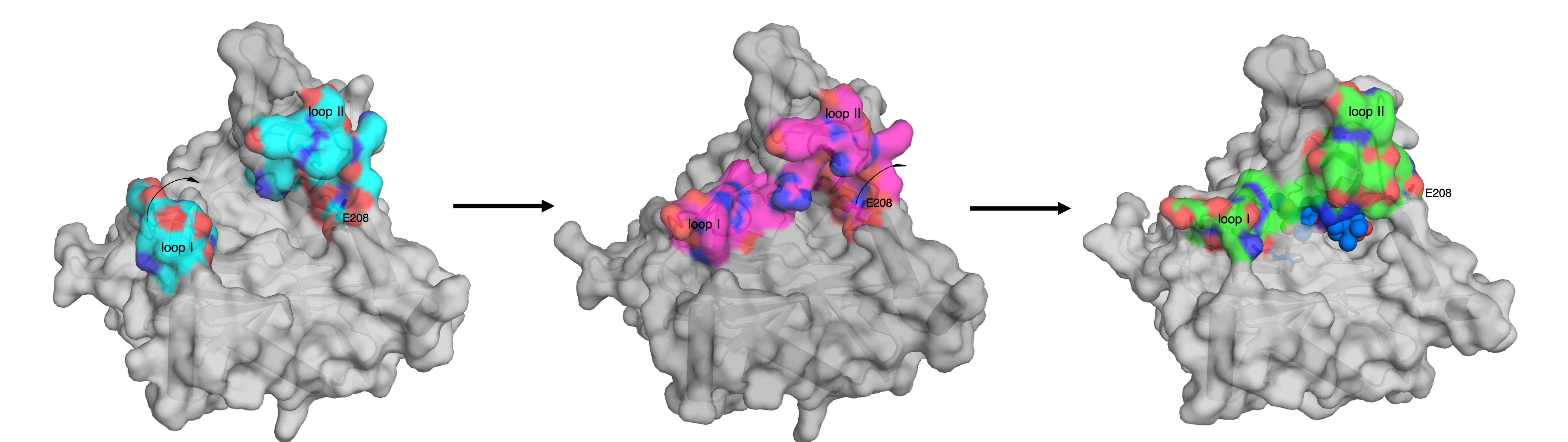 Conformational change of NvfI