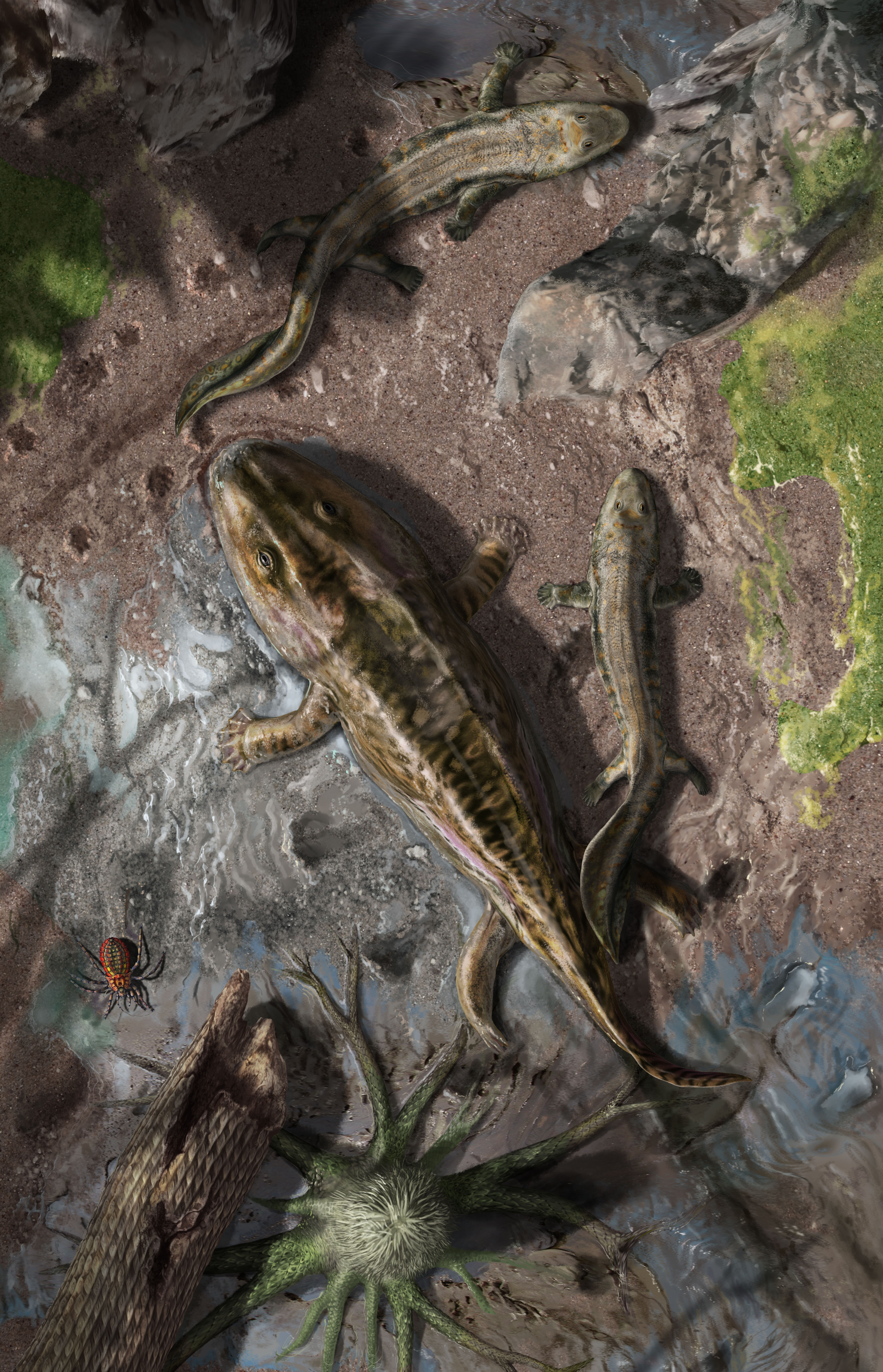 Fig. 1. Life reconstruction of the fish-tetrapod transition, depicting transitional forms in a Late Devonian environmental setting (Original artwork created by scientific illustrator Davide Bonadonna).